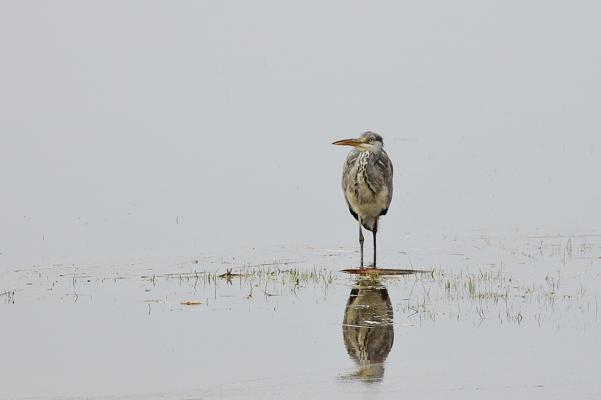 Canon EOS 5DS R sample photo. Grey heron photography