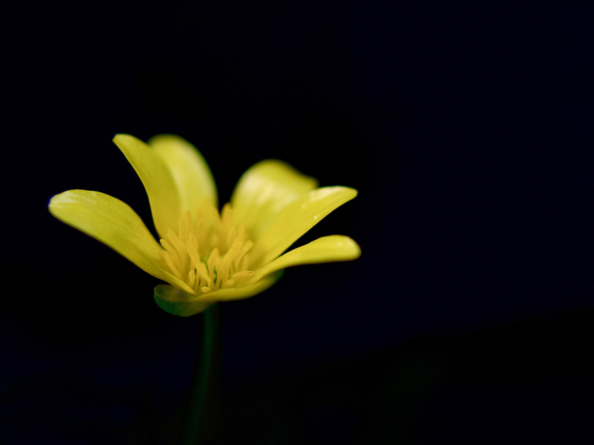 Olympus OM-D E-M10 II sample photo. Fig buttercup photography