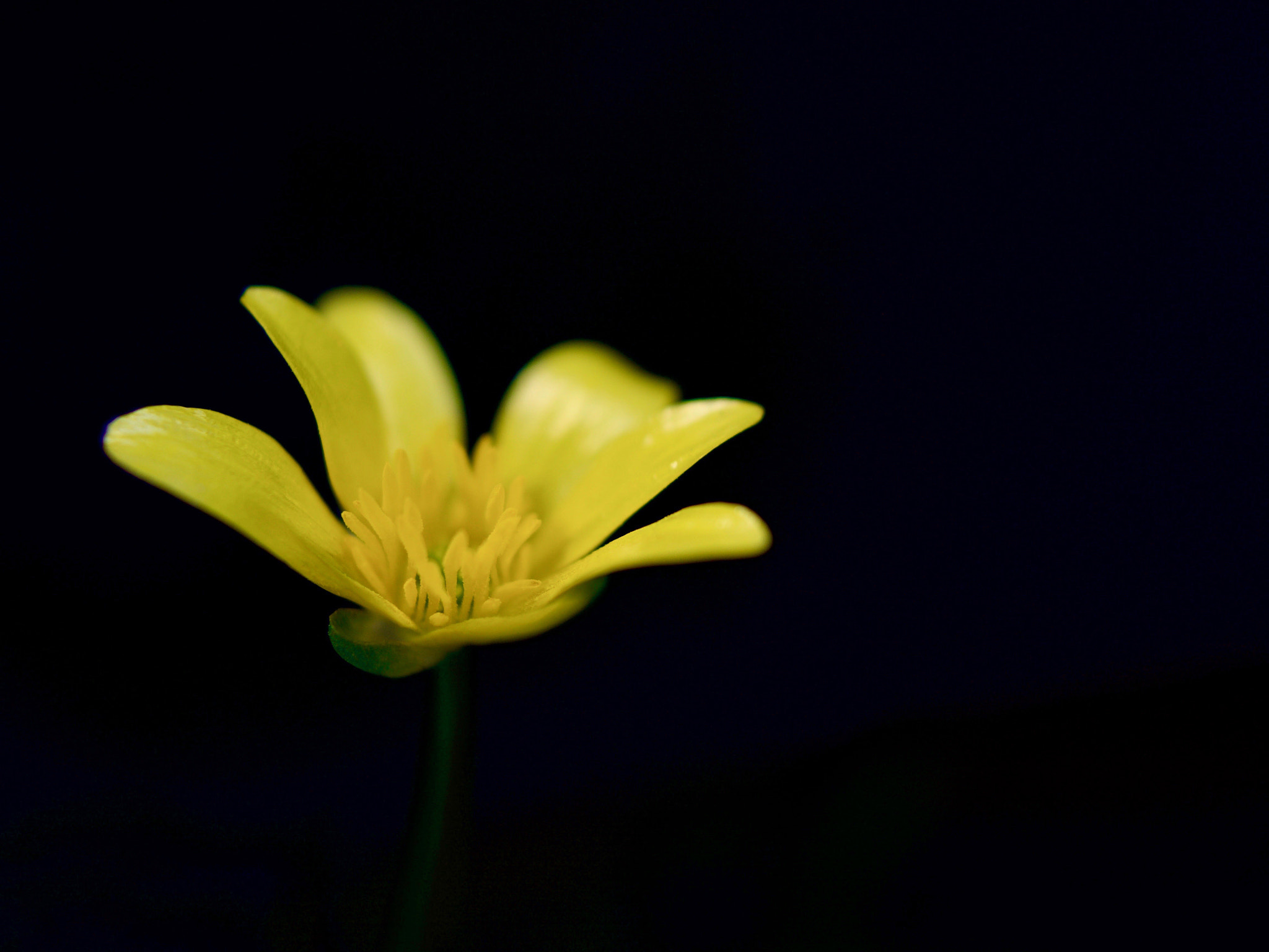 Olympus OM-D E-M10 II + Panasonic Lumix G 20mm F1.7 ASPH sample photo. Fig buttercup photography