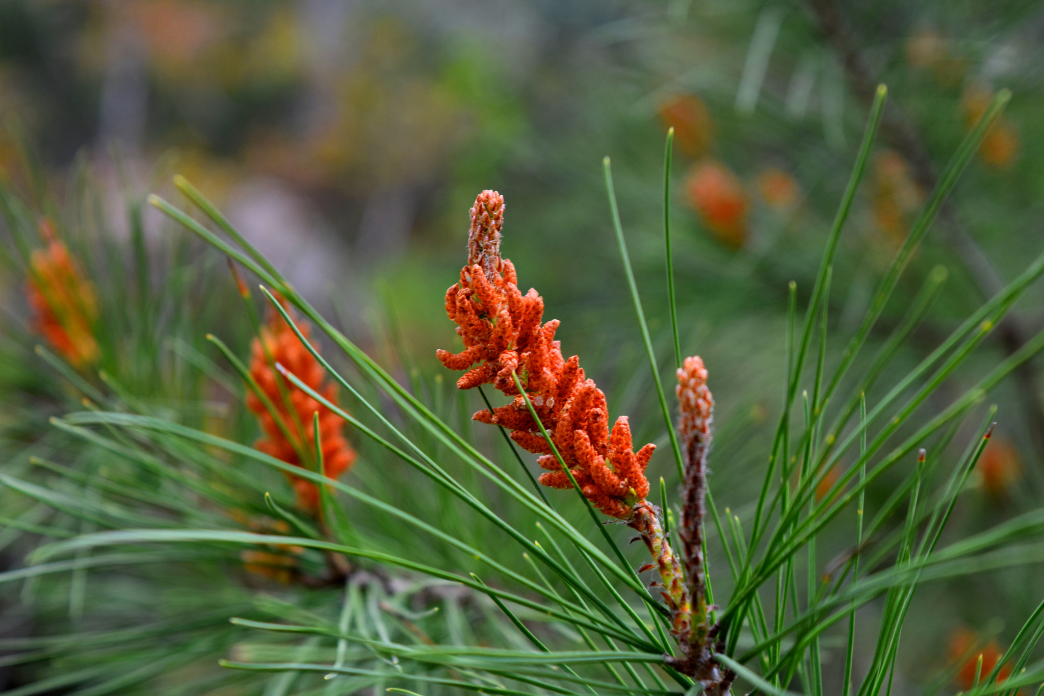 Nikon D3400 sample photo. Pine trees photography