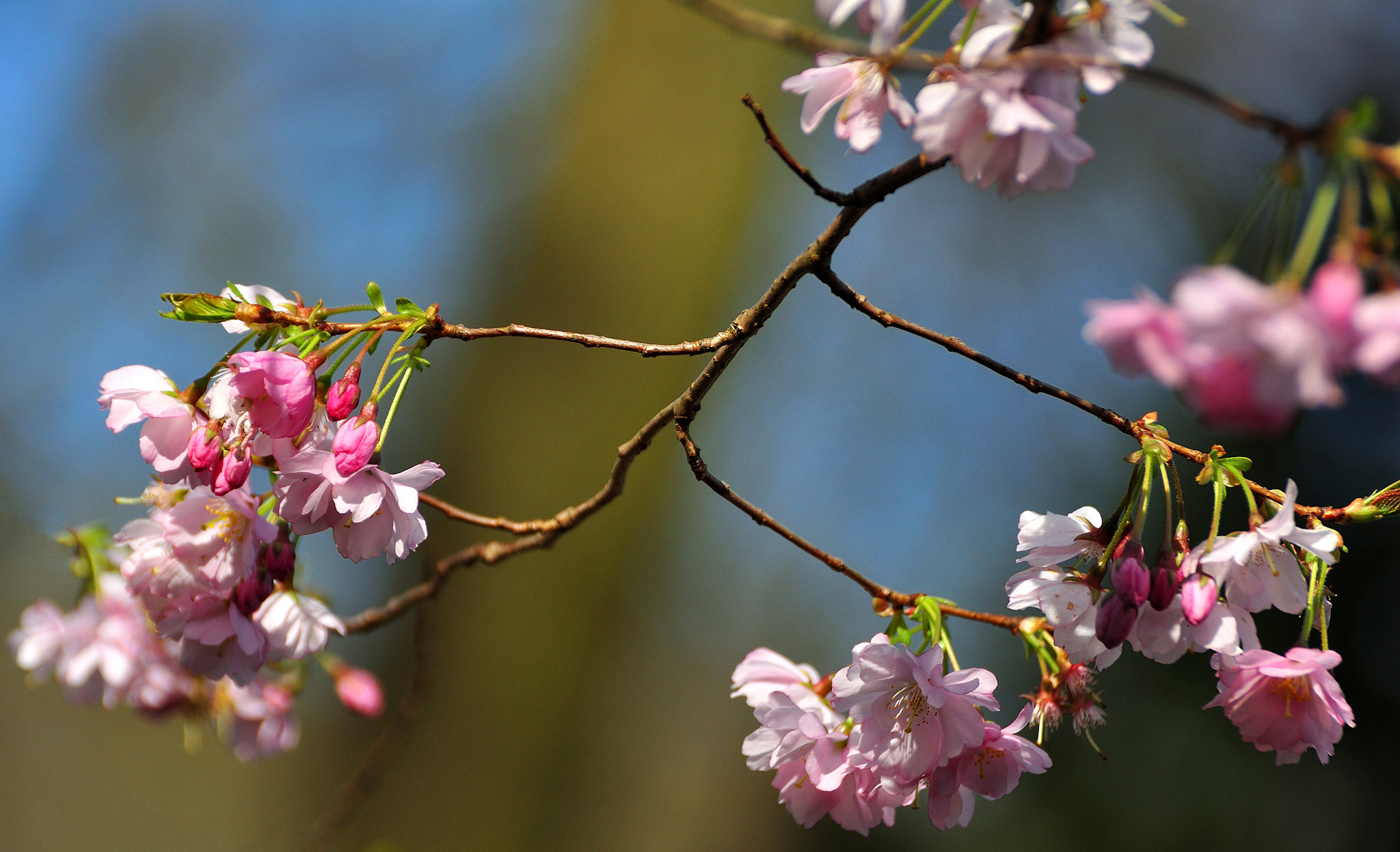 Nikon D90 sample photo. Spring is coming photography
