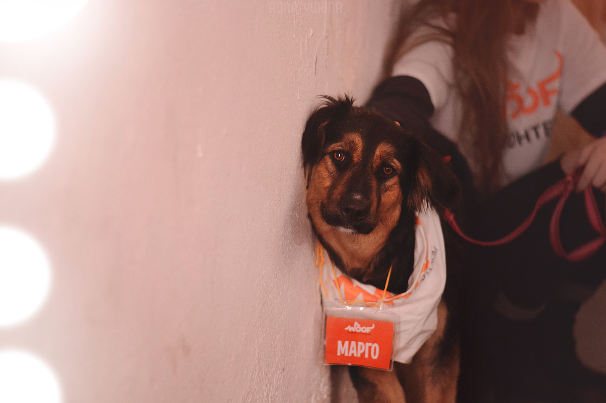Nikon D7100 + Nikon AF-S Nikkor 50mm F1.8G sample photo. Woof-fest 2017 photography