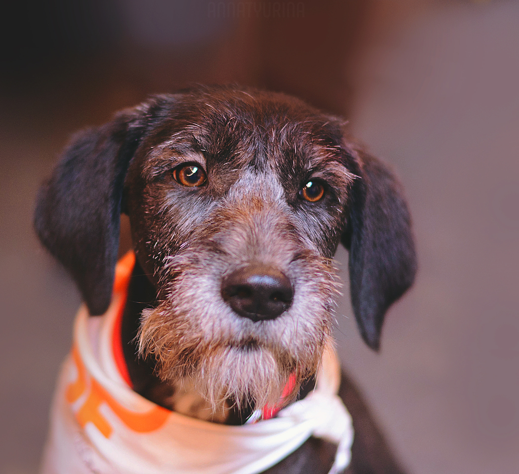Nikon D7100 + Nikon AF-S Nikkor 50mm F1.8G sample photo. Woof-fest 2017 photography