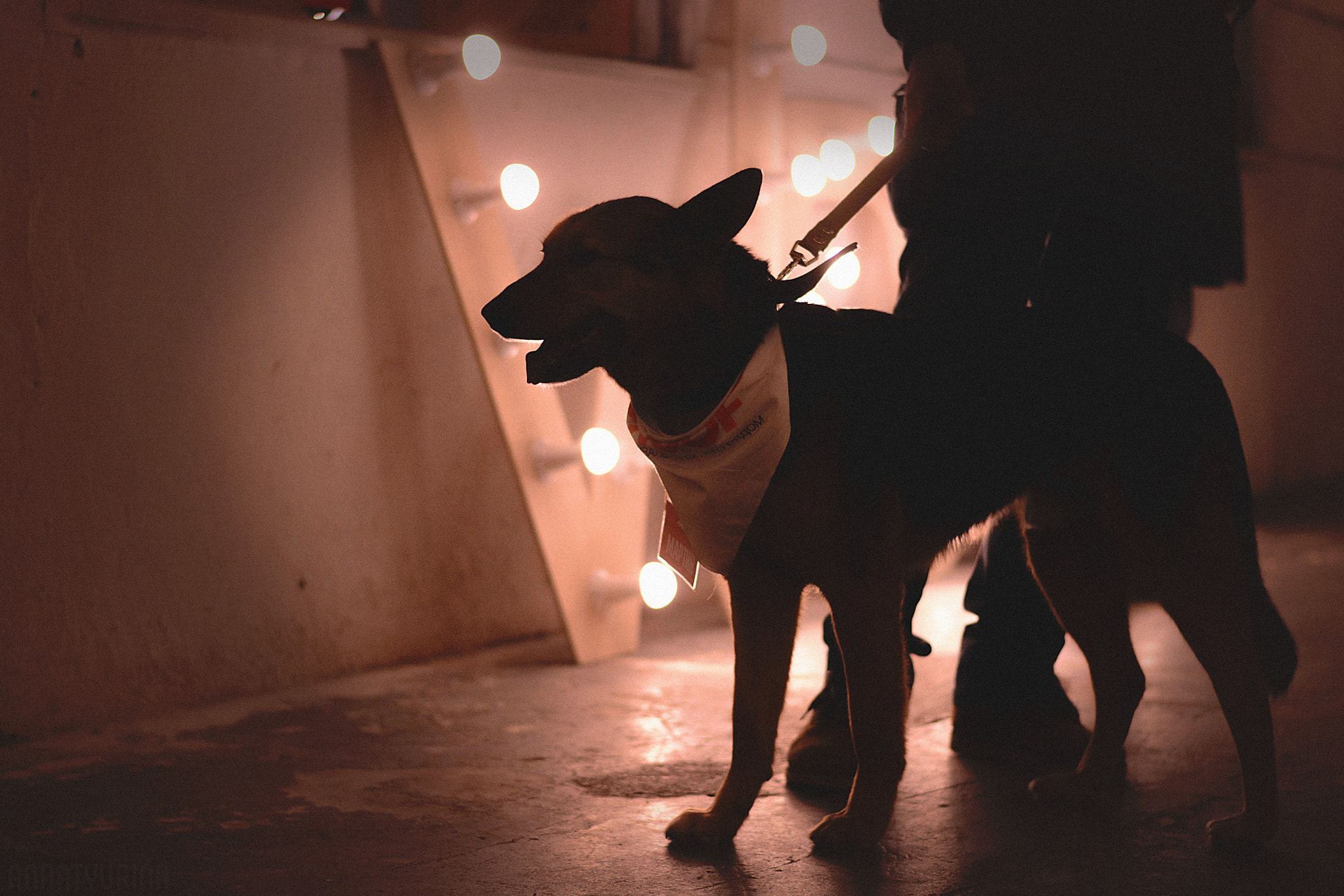 Nikon D7100 + Nikon AF-S Nikkor 50mm F1.8G sample photo. Woof-fest 2017 photography