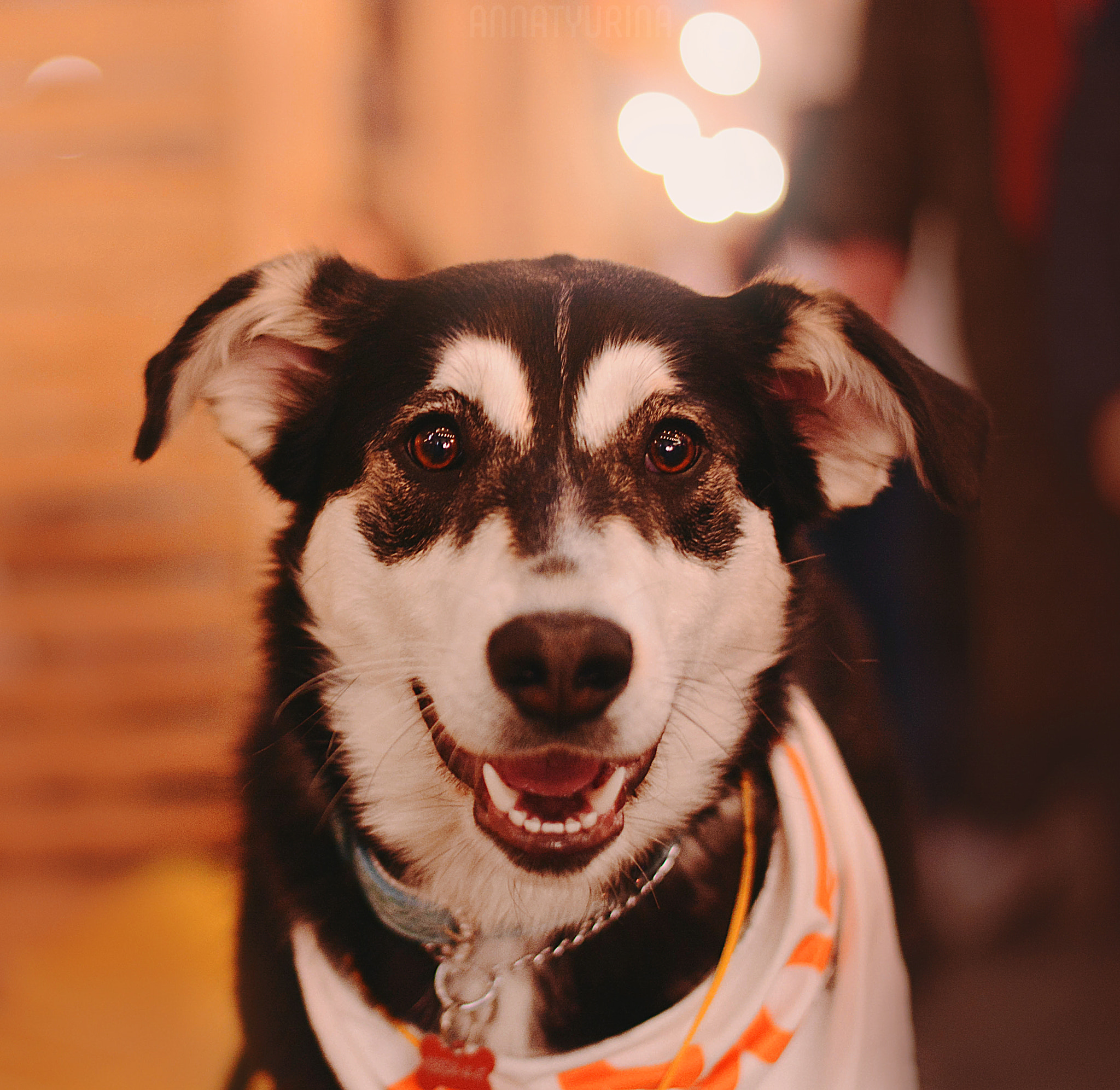 Nikon D7100 + Nikon AF-S Nikkor 50mm F1.8G sample photo. Woof-fest 2017 photography