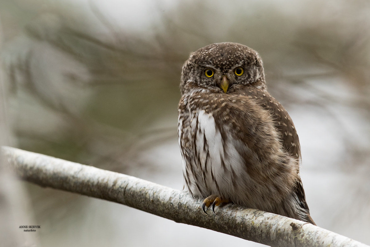 Canon EF 300mm F2.8L IS II USM sample photo. Eurasian pygmy owl (glaucidium passerinum) photography