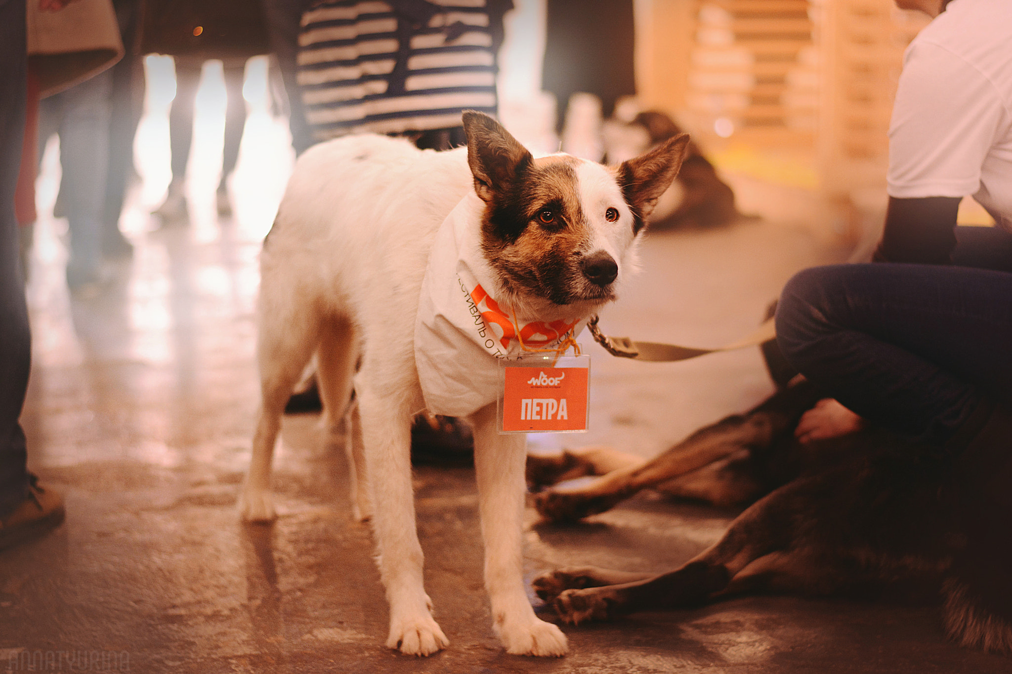 Nikon D7100 + Nikon AF-S Nikkor 50mm F1.8G sample photo. Woof-fest 2017 photography