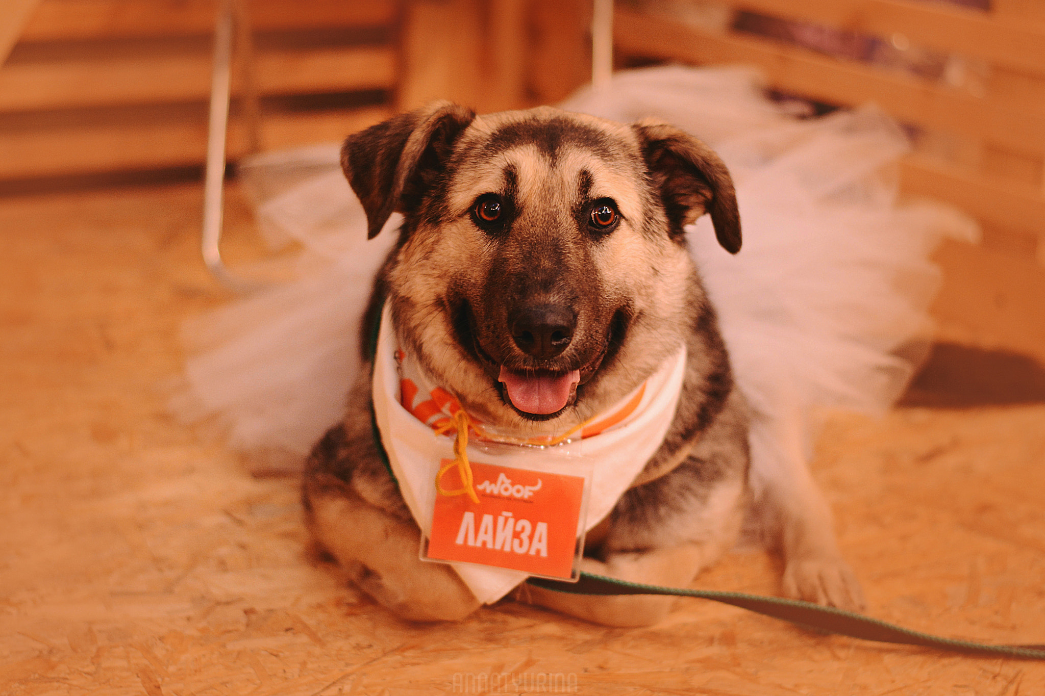 Nikon D7100 + Nikon AF-S Nikkor 50mm F1.8G sample photo. Woof-fest 2017 photography