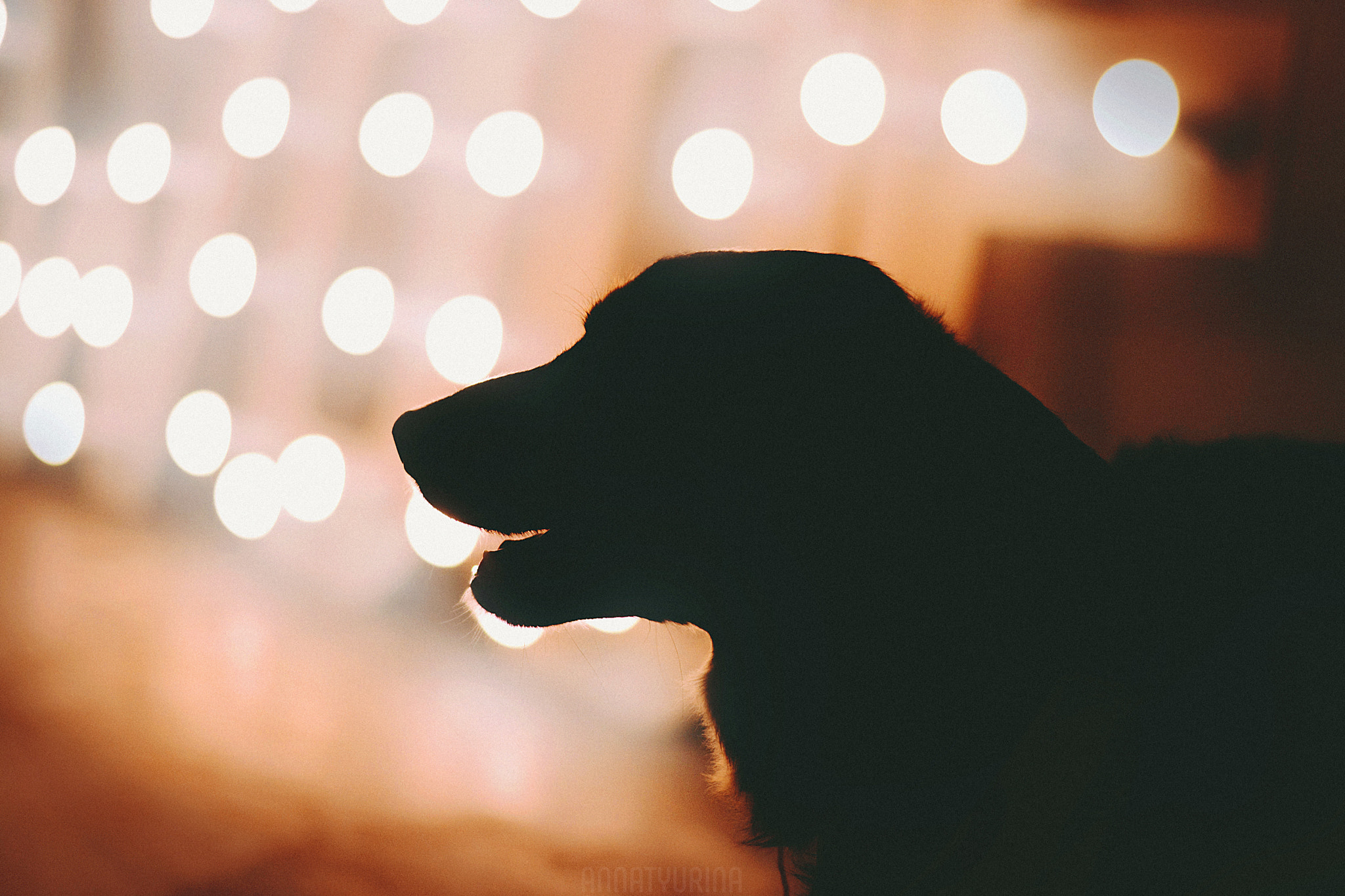 Nikon D7100 + Nikon AF-S Nikkor 50mm F1.8G sample photo. Woof-fest 2017 photography