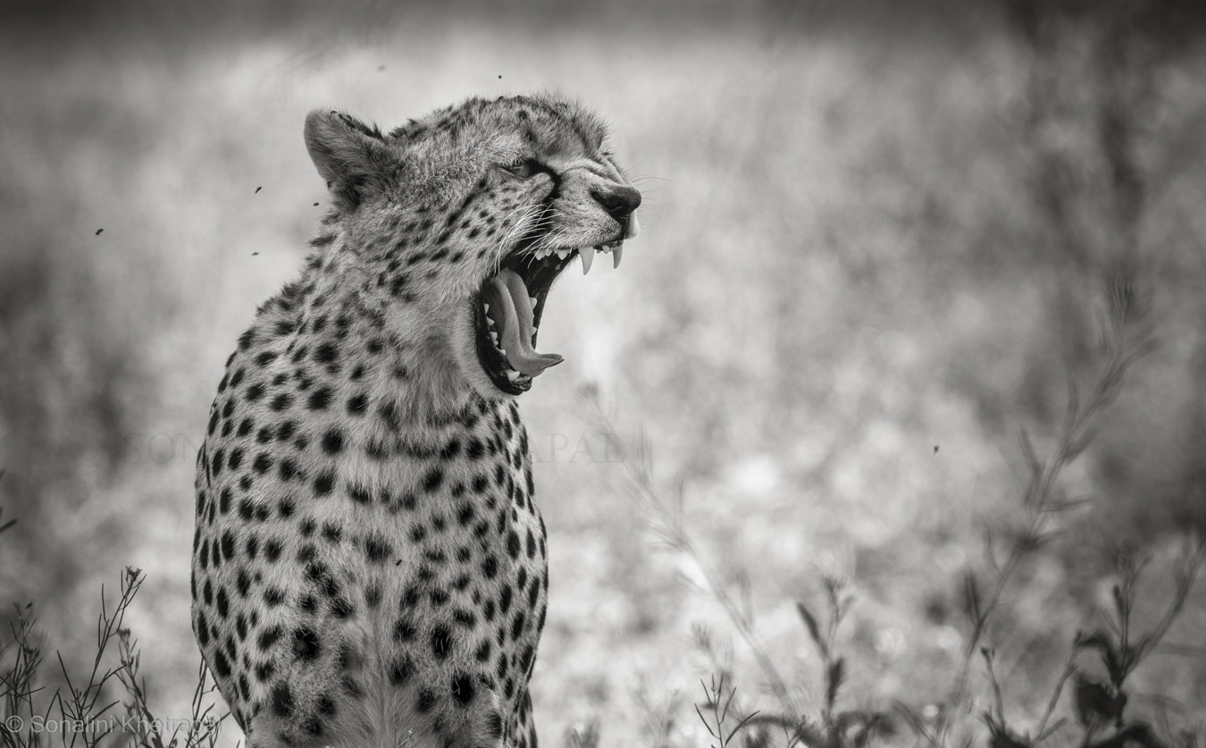 Canon EF 200-400mm F4L IS USM Extender 1.4x sample photo. Shark eyes photography