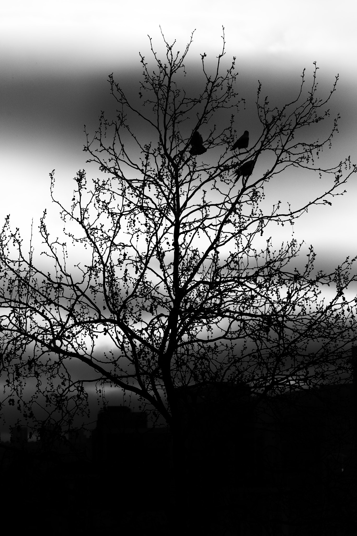 Nikon D800 sample photo. Crows on a tree photography