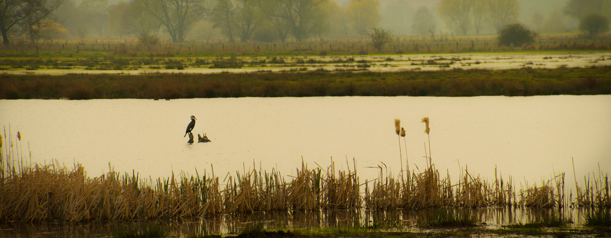 Canon EOS 70D + Tamron 18-270mm F3.5-6.3 Di II VC PZD sample photo. The cormorant photography