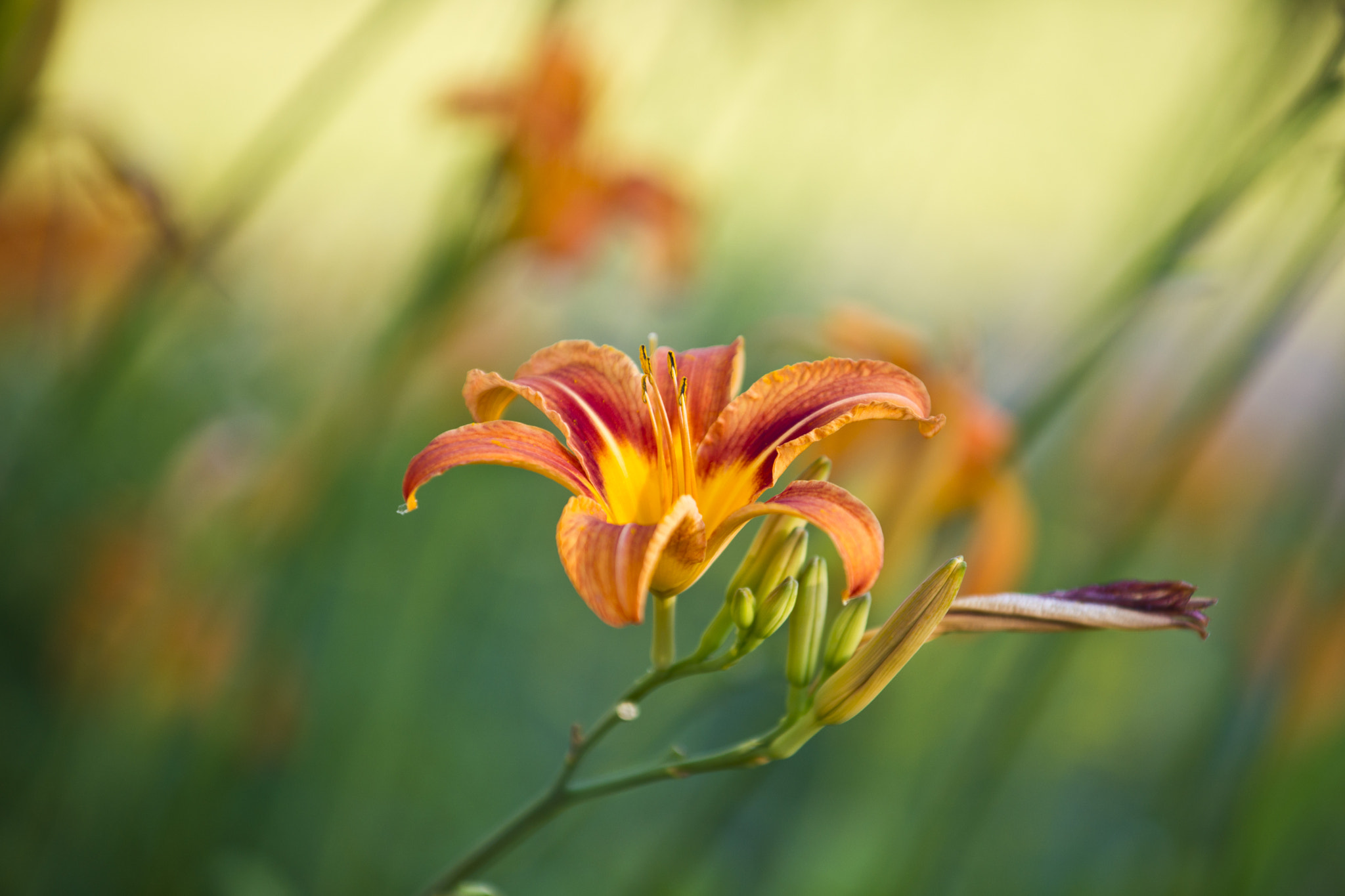 Sony Alpha DSLR-A850 + Minolta/Sony AF 70-200mm F2.8 G sample photo. Flower photography