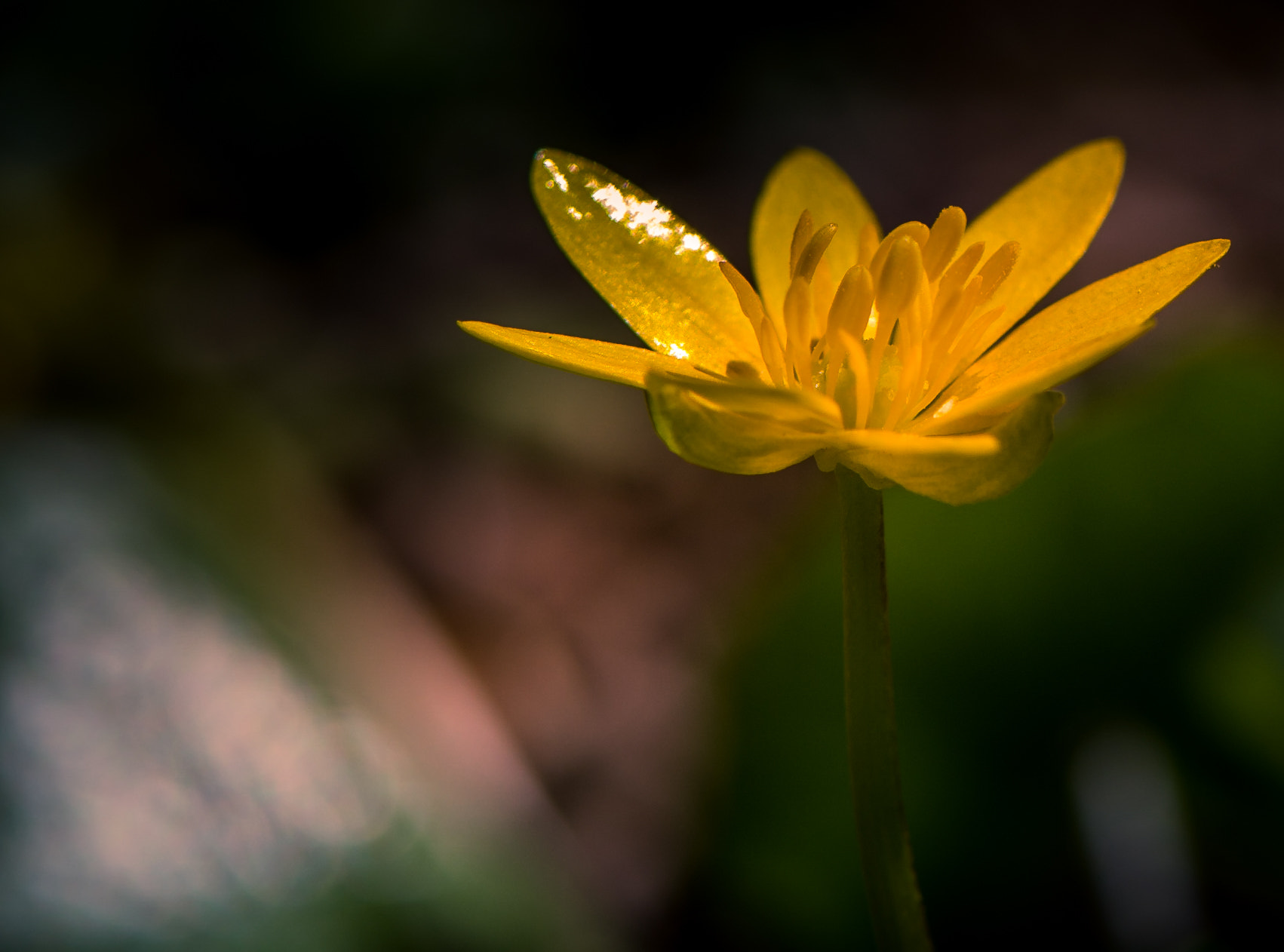 Nikon AF-S Micro-Nikkor 105mm F2.8G IF-ED VR sample photo. Anémone jaune photography