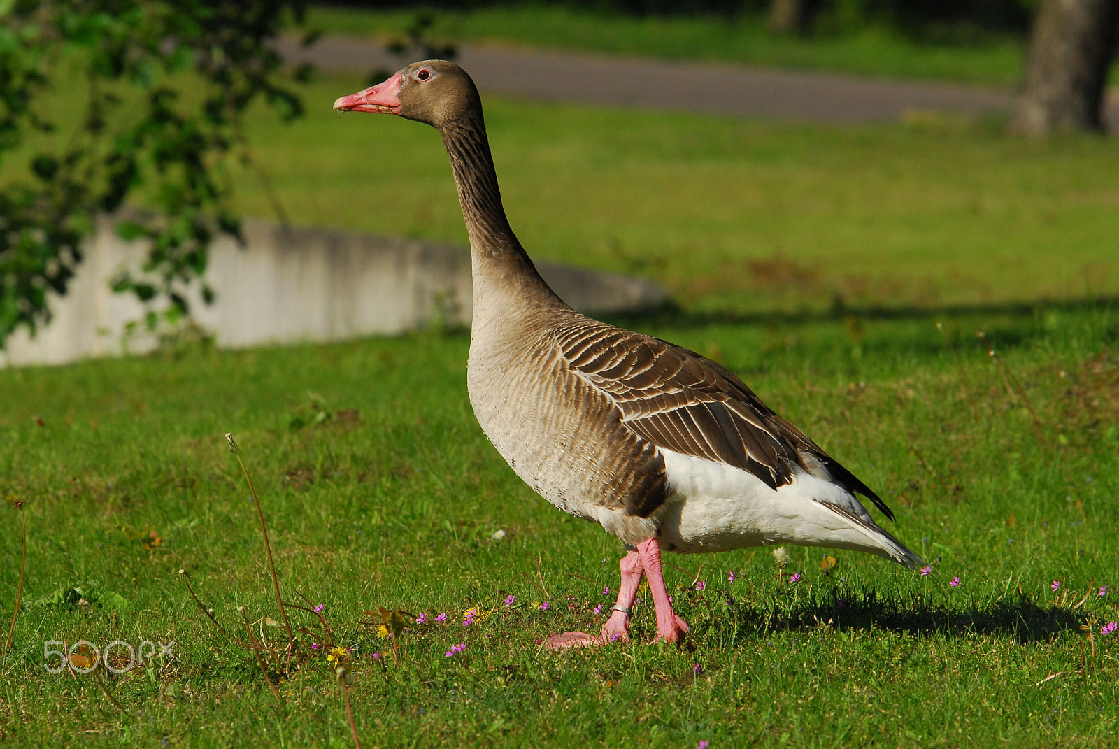 Nikon D200 sample photo. Goose photography
