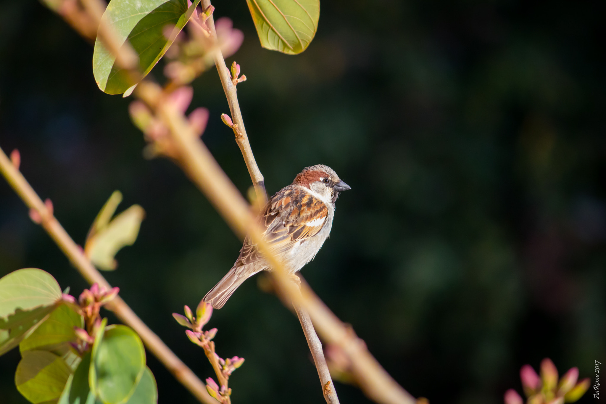 Canon EF-S 55-250mm F4-5.6 IS sample photo. Sparrow photography
