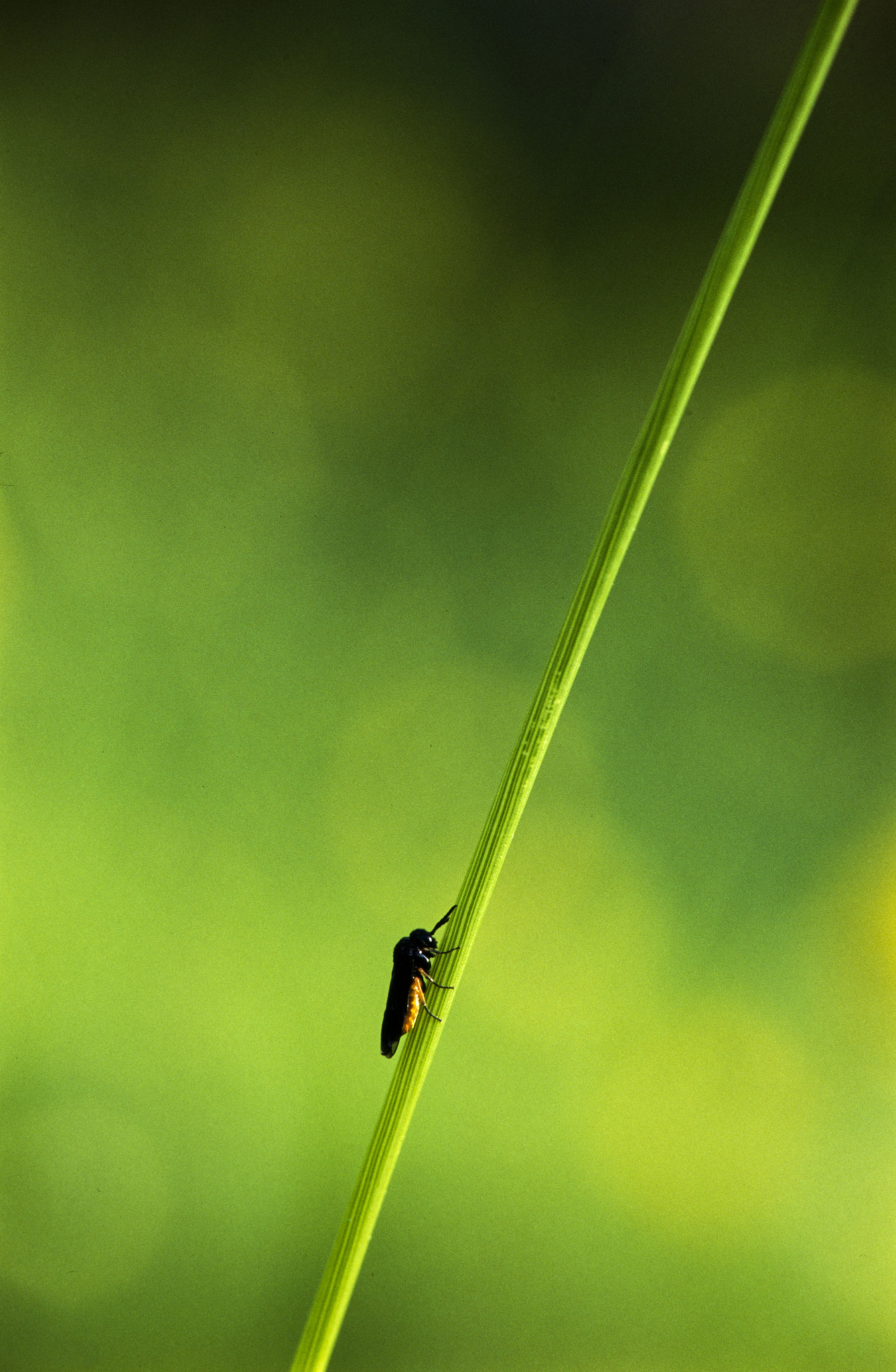 Sigma 150mm F2.8 EX DG Macro HSM sample photo. Macro #2 photography