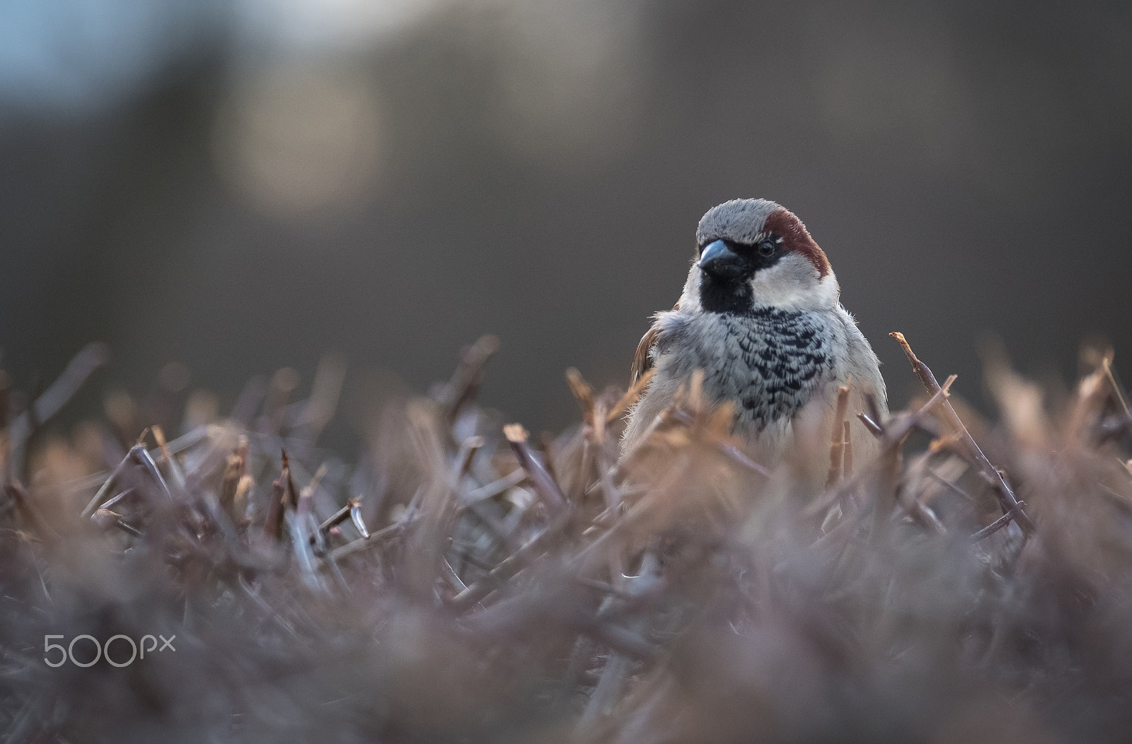 XF50-140mmF2.8 R LM OIS WR + 1.4x sample photo. Dscf photography