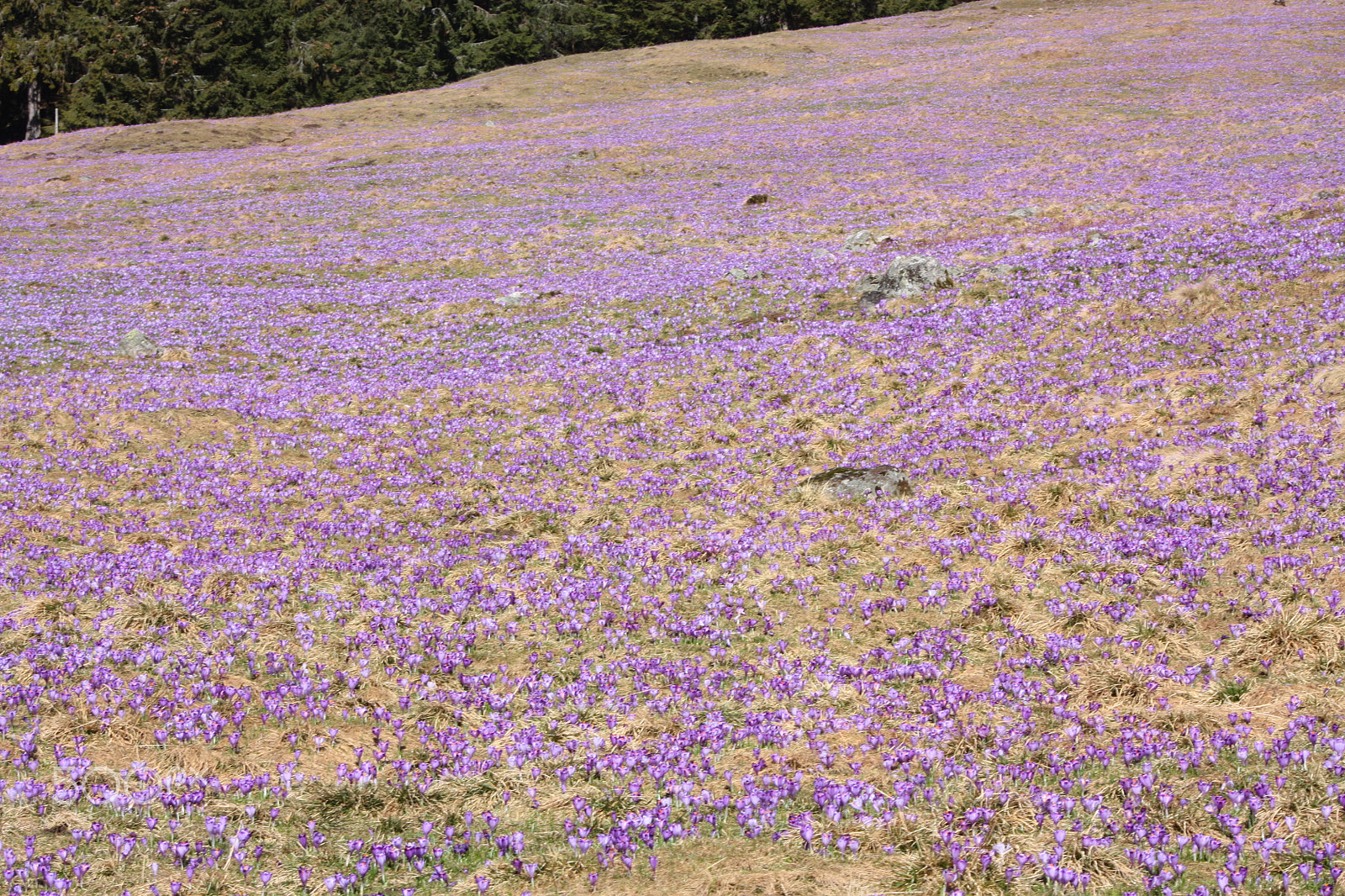 Canon EOS 450D (EOS Rebel XSi / EOS Kiss X2) sample photo. Crocus carpet photography