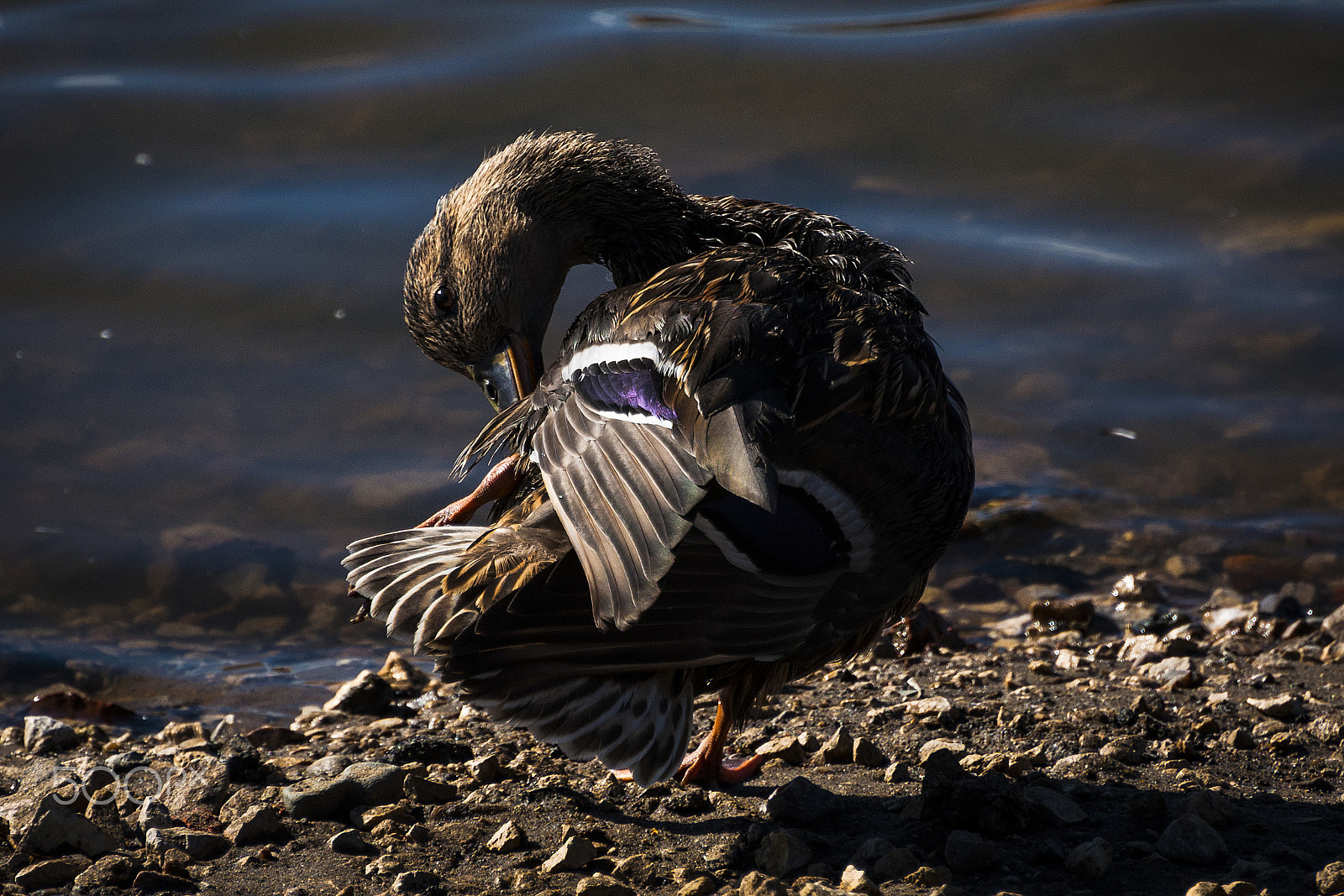 Nikon D90 sample photo. Duck photography