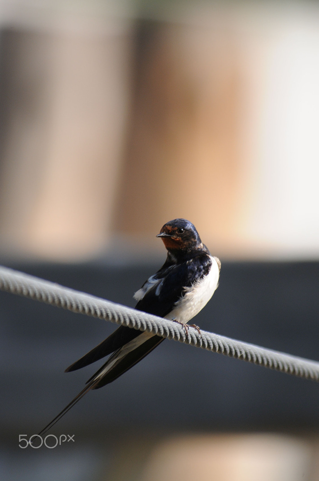 Nikon D300 sample photo. Swallow photography