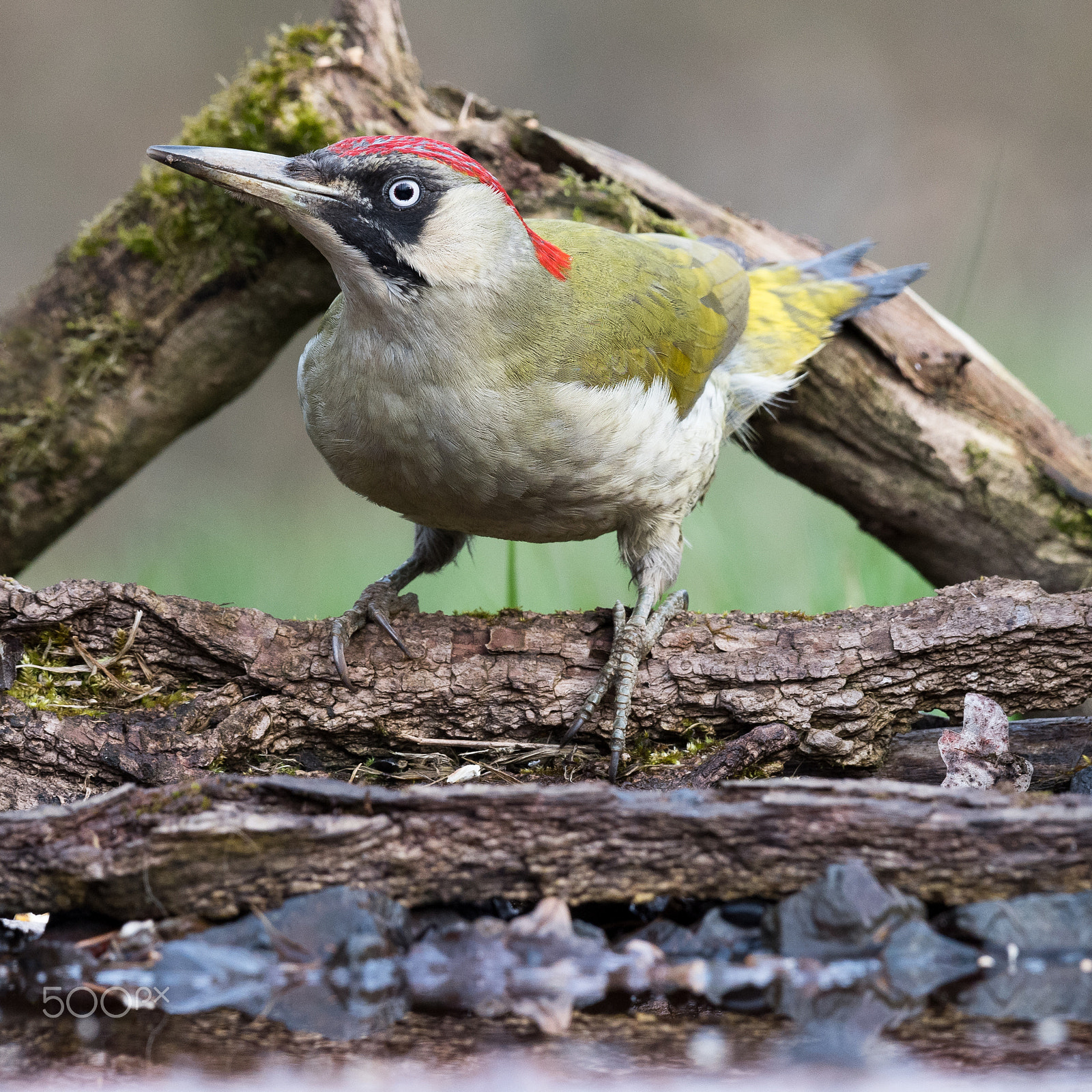 Nikon D810 + Nikon AF-S Nikkor 200-500mm F5.6E ED VR sample photo. Green woodpecker photography