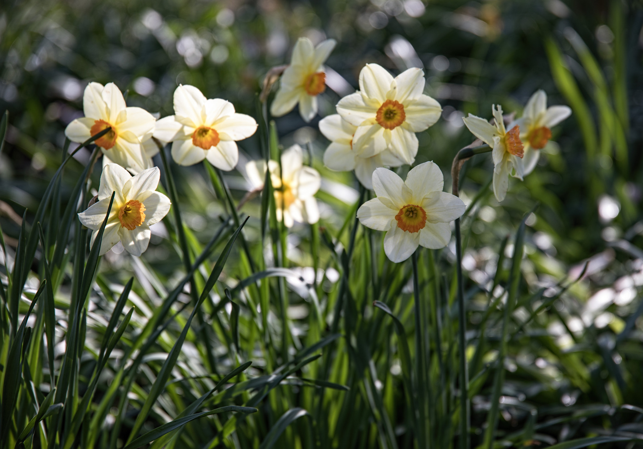 Canon EOS 5D Mark IV + Sigma 24-105mm f/4 DG OS HSM | A sample photo. Sunlit daffs photography