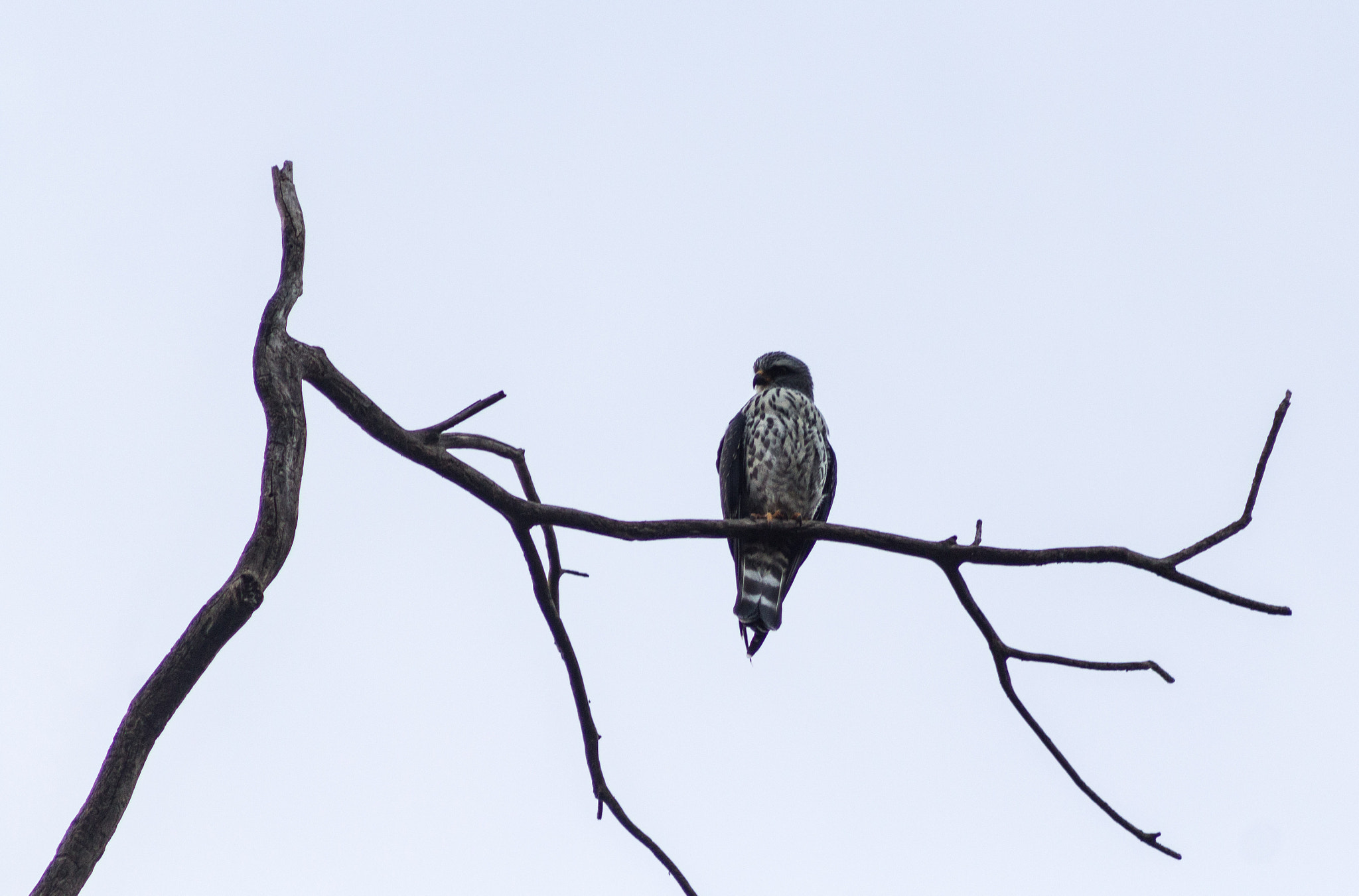 Canon EF 75-300mm f/4-5.6 USM sample photo