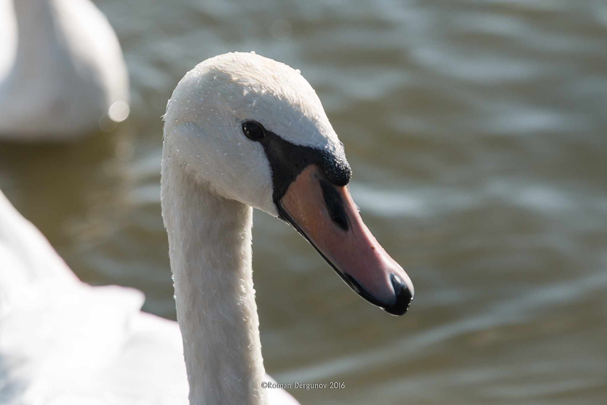 Canon EOS 70D + Canon EF 70-200mm F2.8L IS II USM sample photo. The swan. sasyk-syvash lake, yevpatoria. photography