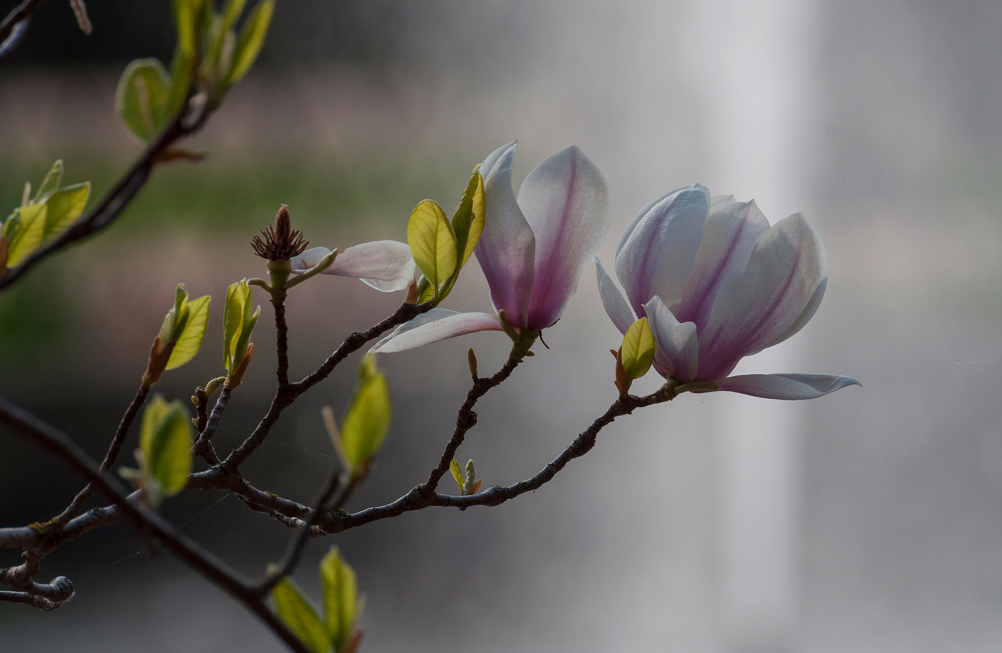 Nikon D90 sample photo. Primavera, en detalles photography