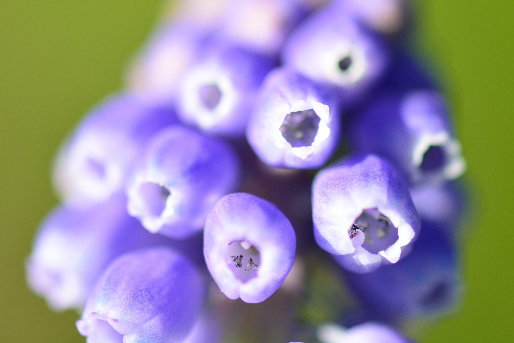 Nikon AF-S Micro-Nikkor 105mm F2.8G IF-ED VR sample photo. Spring 2016 photography