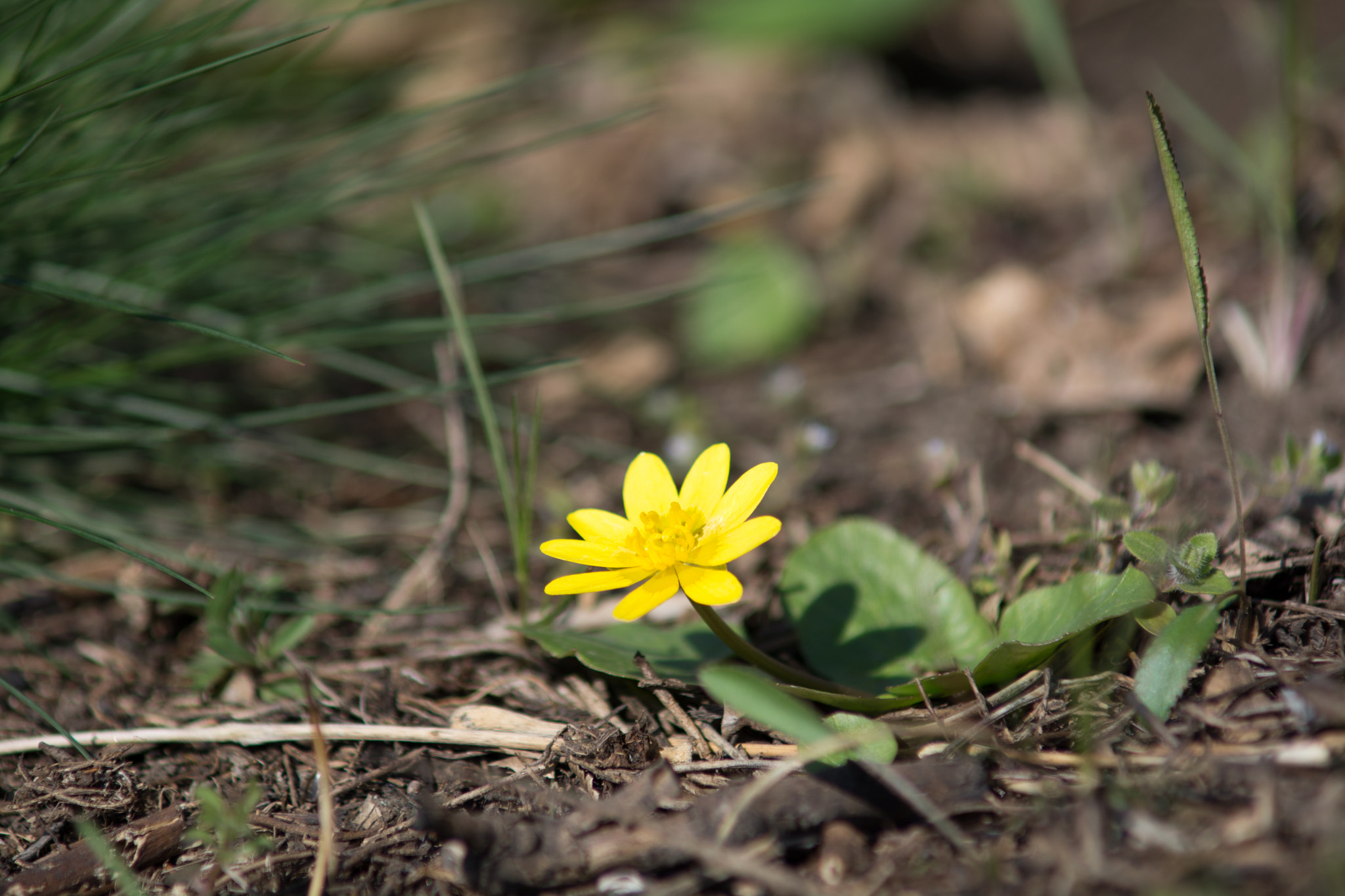 AF Zoom-Nikkor 70-210mm f/4 sample photo. The first warrior of the spring photography