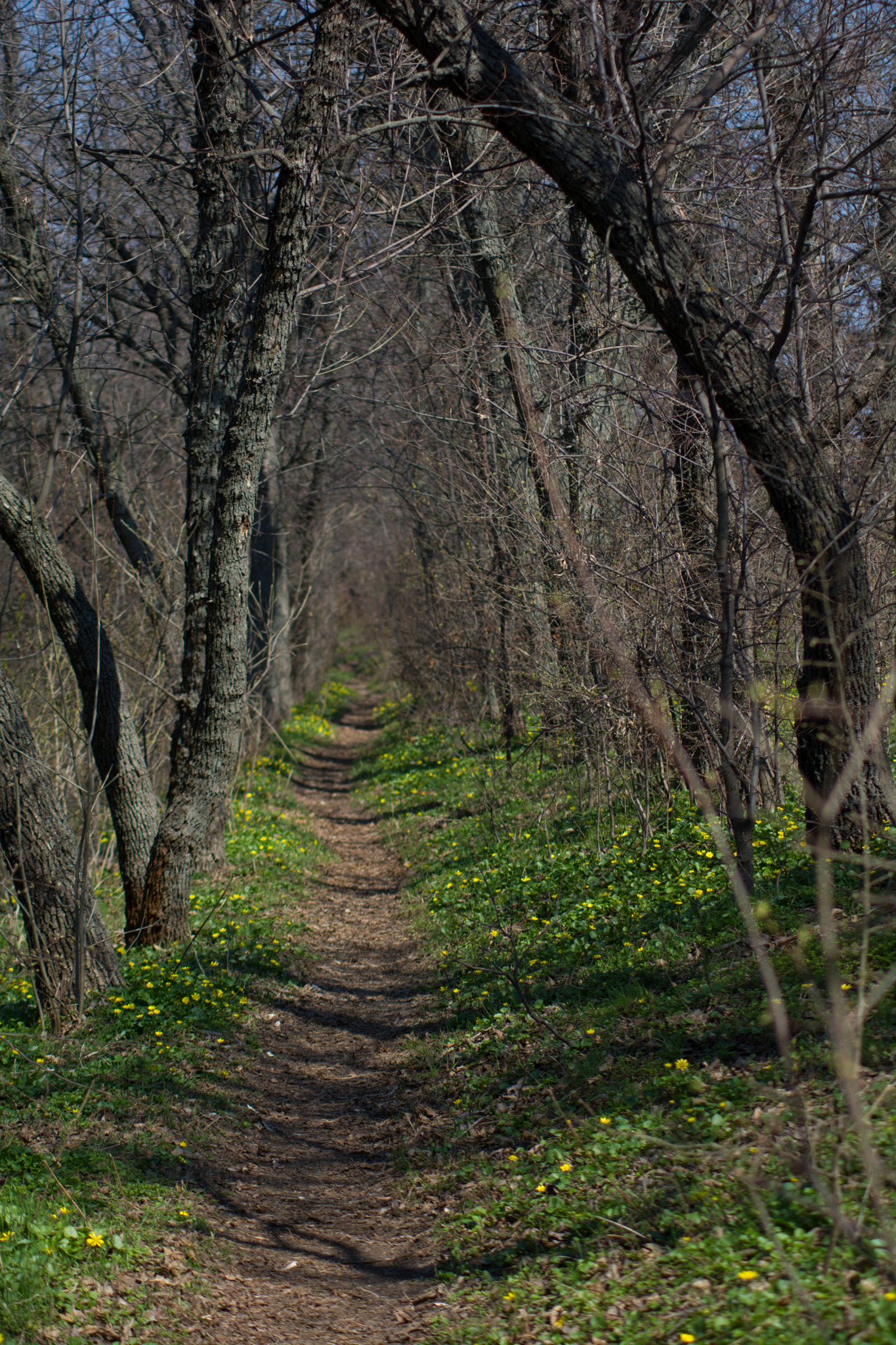 AF Zoom-Nikkor 70-210mm f/4 sample photo. Spring walking photography