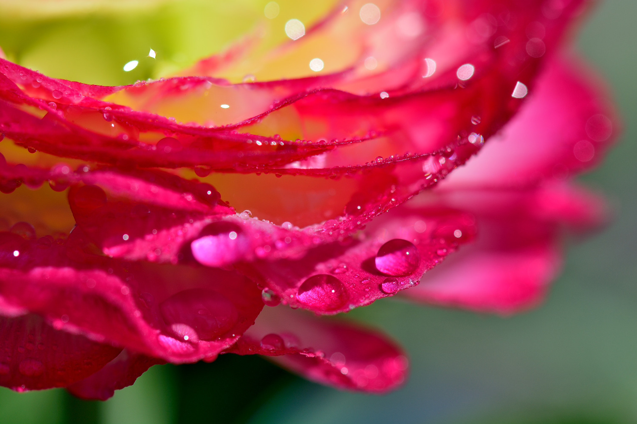 Nikon AF-S Micro-Nikkor 105mm F2.8G IF-ED VR sample photo. Spring 2016 photography