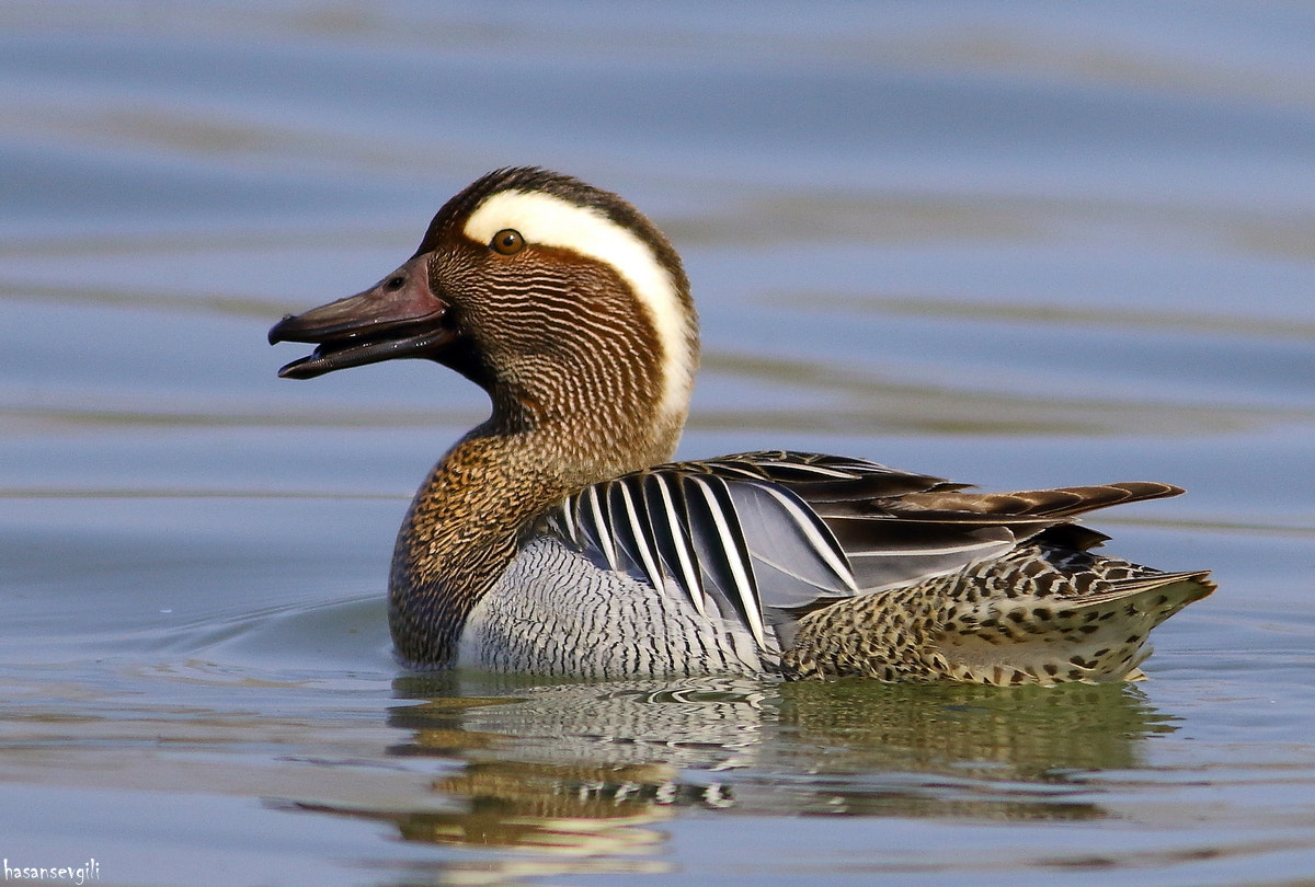 Canon EF 400mm F5.6L USM sample photo. Garganey photography