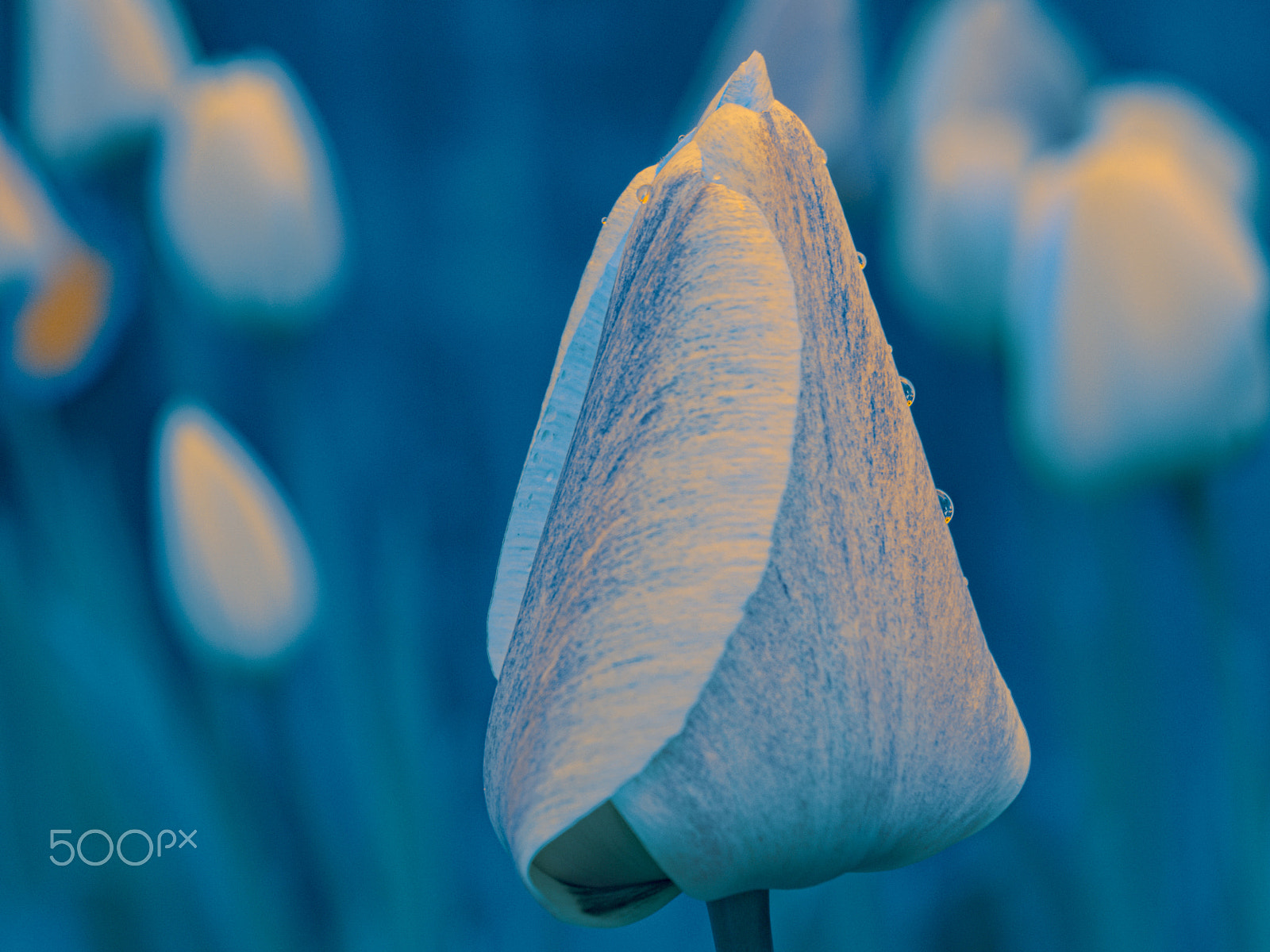 Pentax K-S2 sample photo. Tulip in blue photography