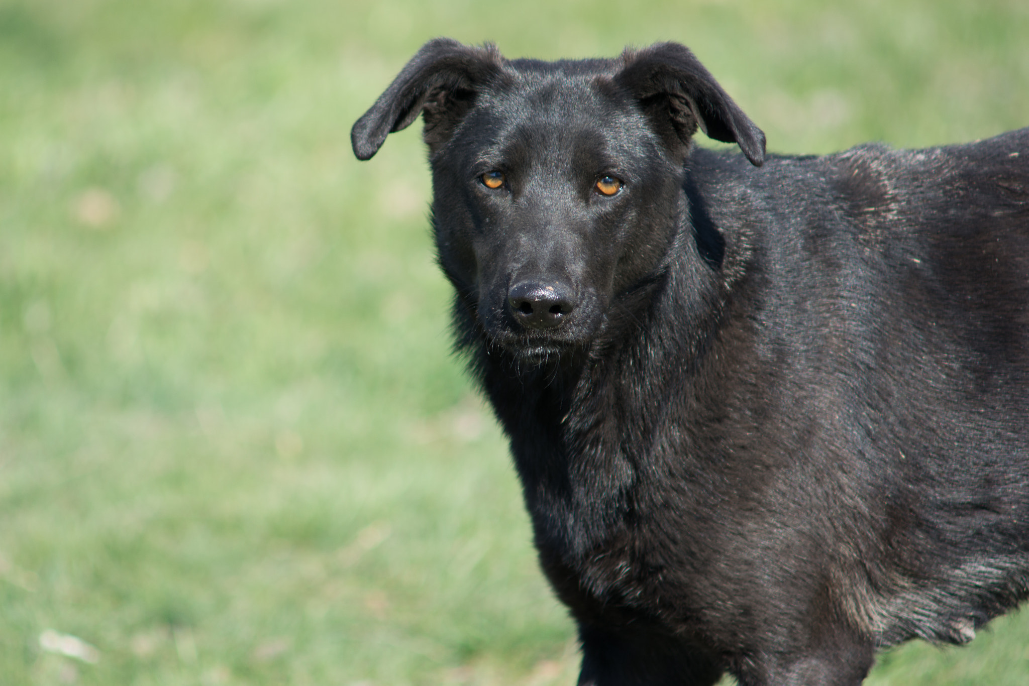 Nikon D7100 + AF Zoom-Nikkor 70-210mm f/4 sample photo. Spring walking: an old black dog photography