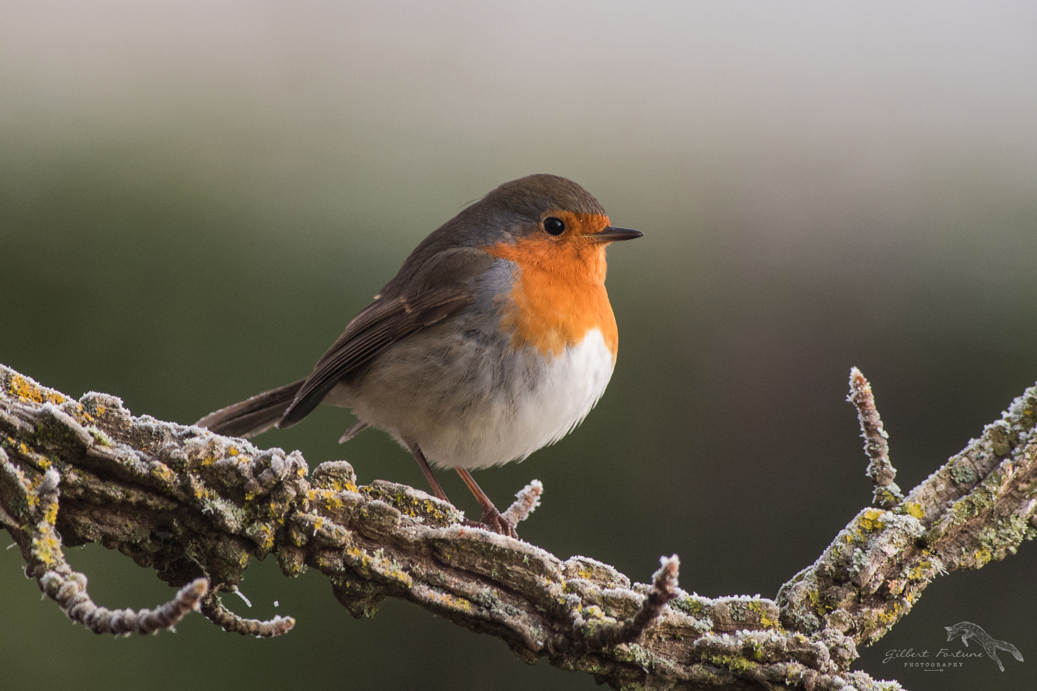 Nikon D5 sample photo. Little robin photography