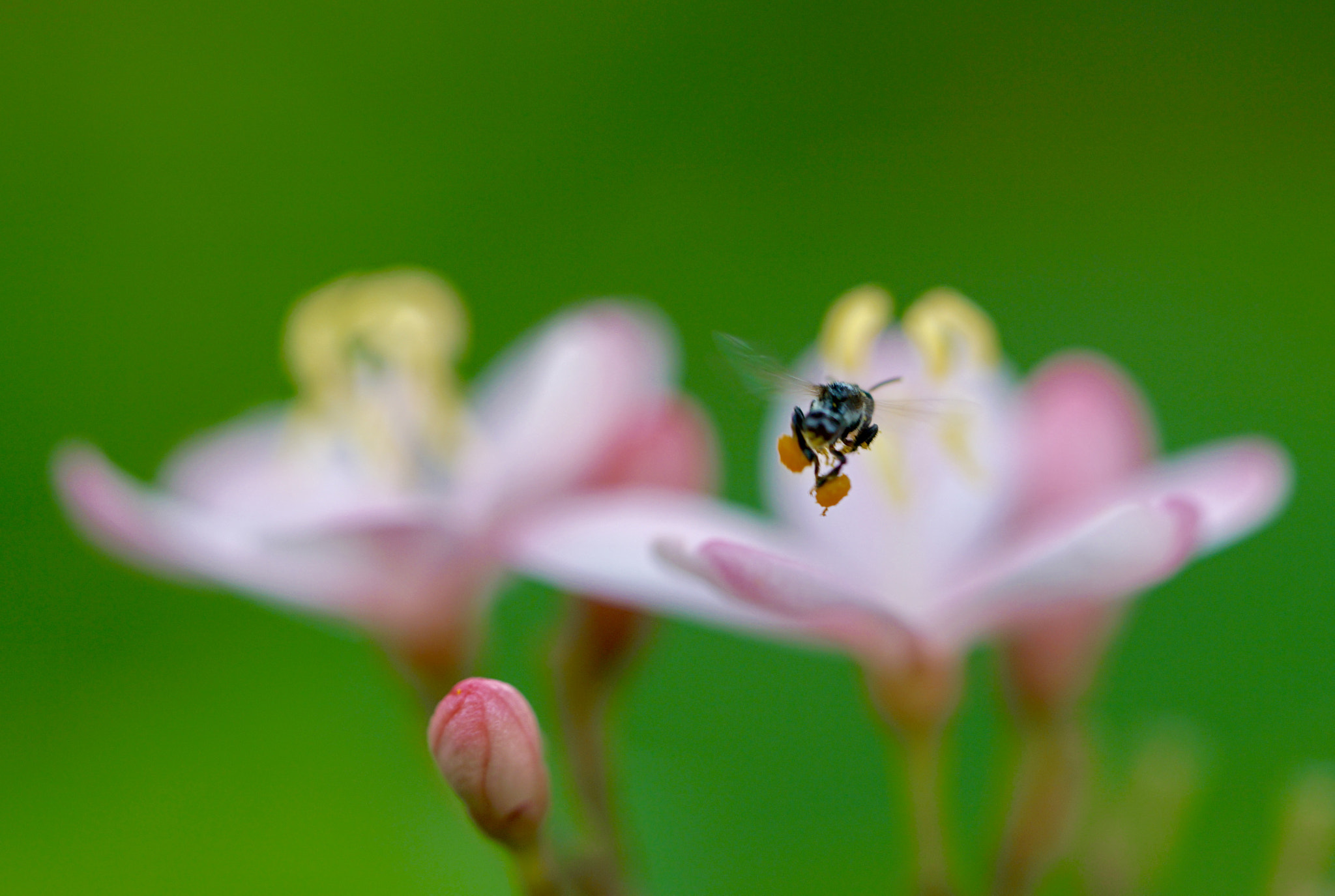 Sony FE 90mm F2.8 Macro G OSS sample photo