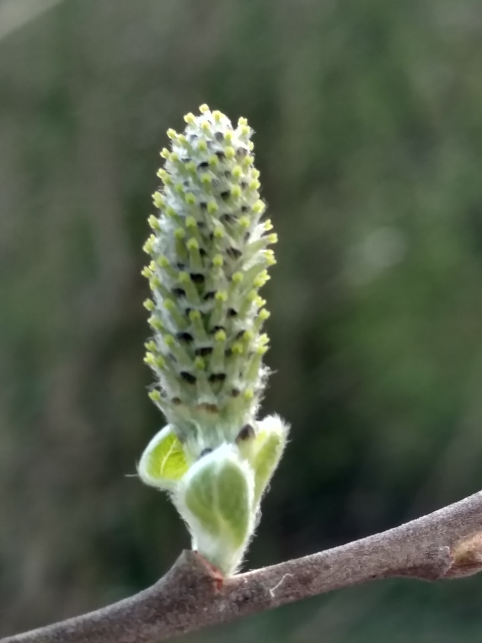 Motorola Moto X Style sample photo. April nature photography