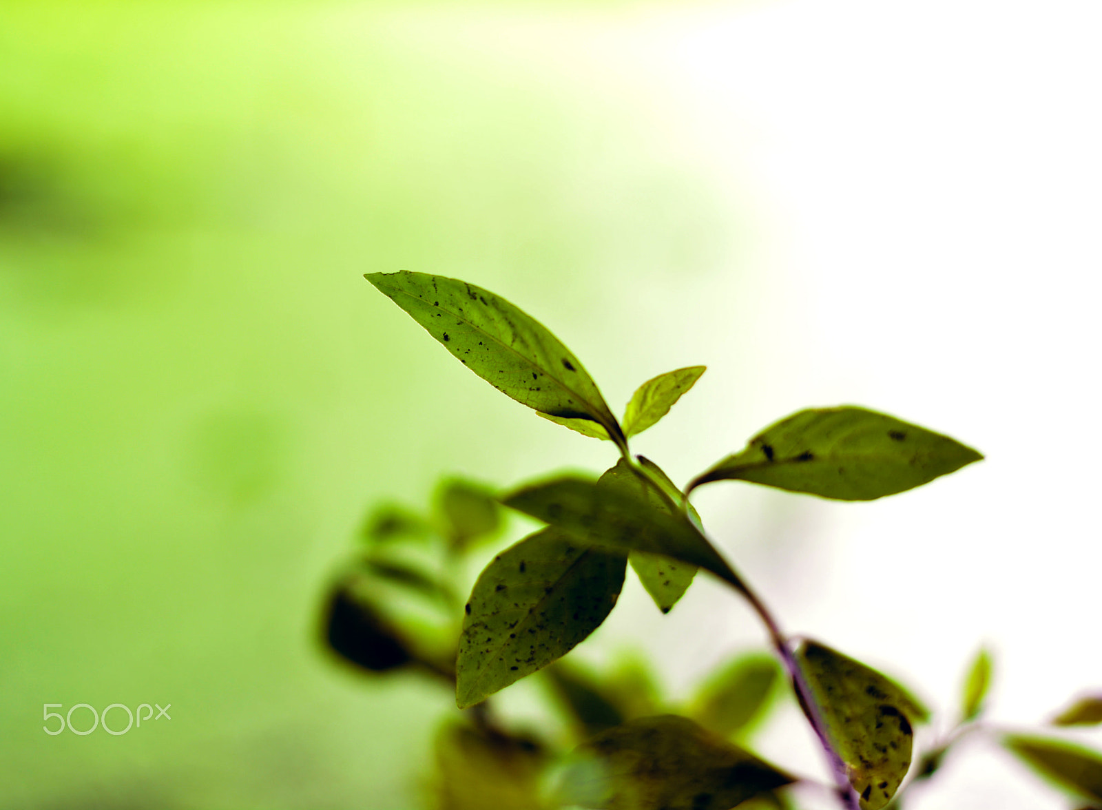 Nikon D5200 + Nikon AF-S Nikkor 50mm F1.8G sample photo. Spring is nature's way of saying, 'let's party!' photography