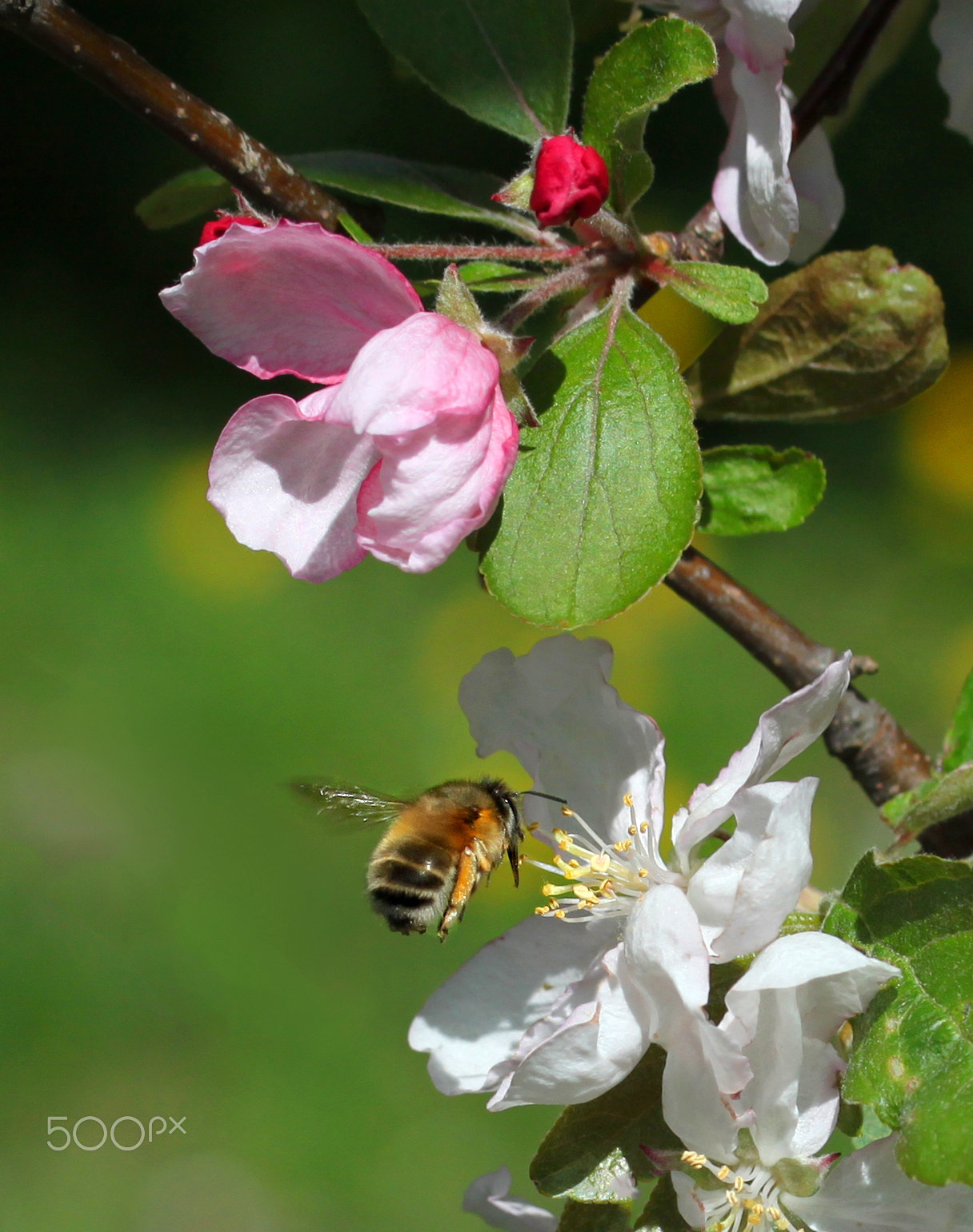 Canon EF-S 60mm F2.8 Macro USM sample photo. *** photography