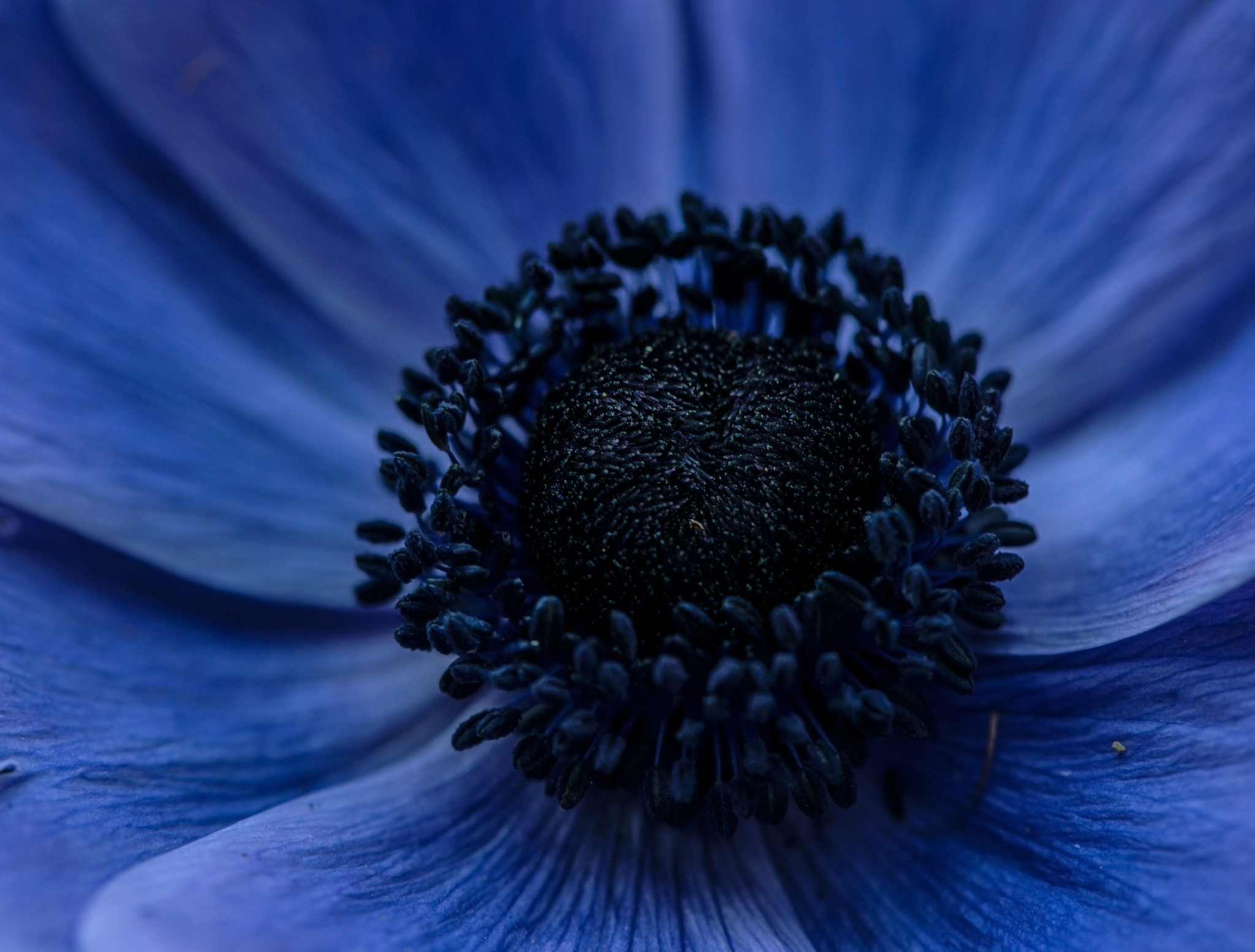 Nikon AF-S Micro-Nikkor 105mm F2.8G IF-ED VR sample photo. Violet photography