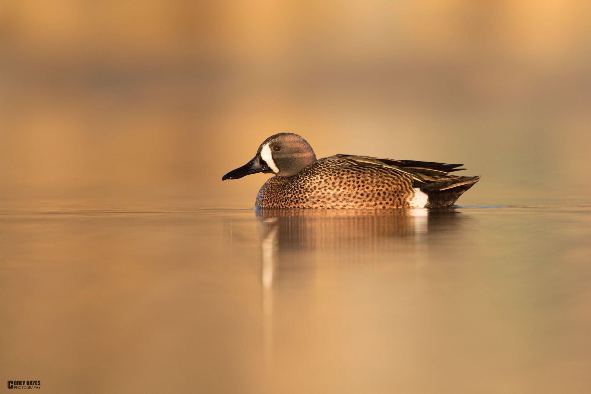 Canon EF 500mm F4L IS USM sample photo. Blue winged teal photography