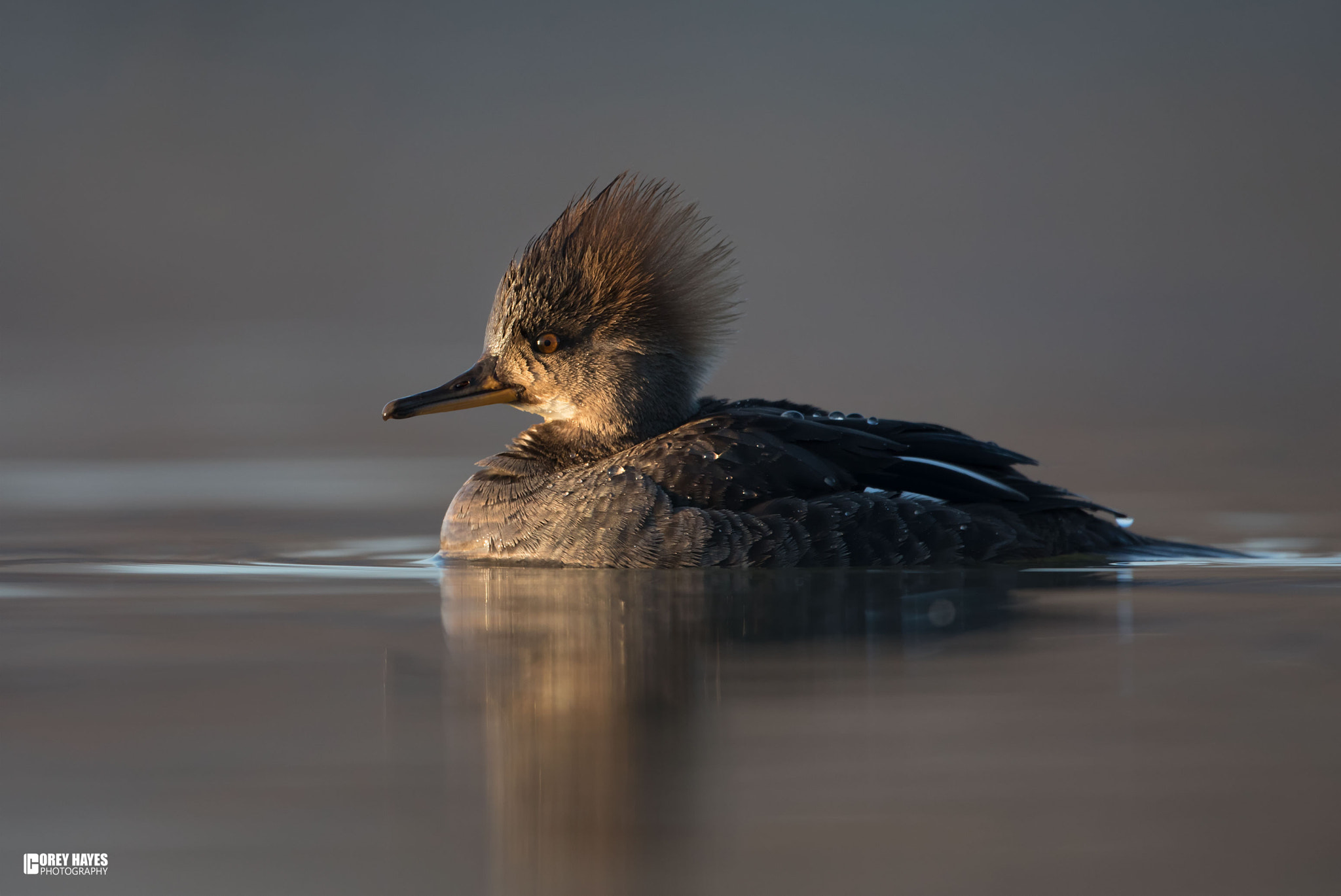 Canon EF 500mm F4L IS USM sample photo. Hooded merganzer f photography