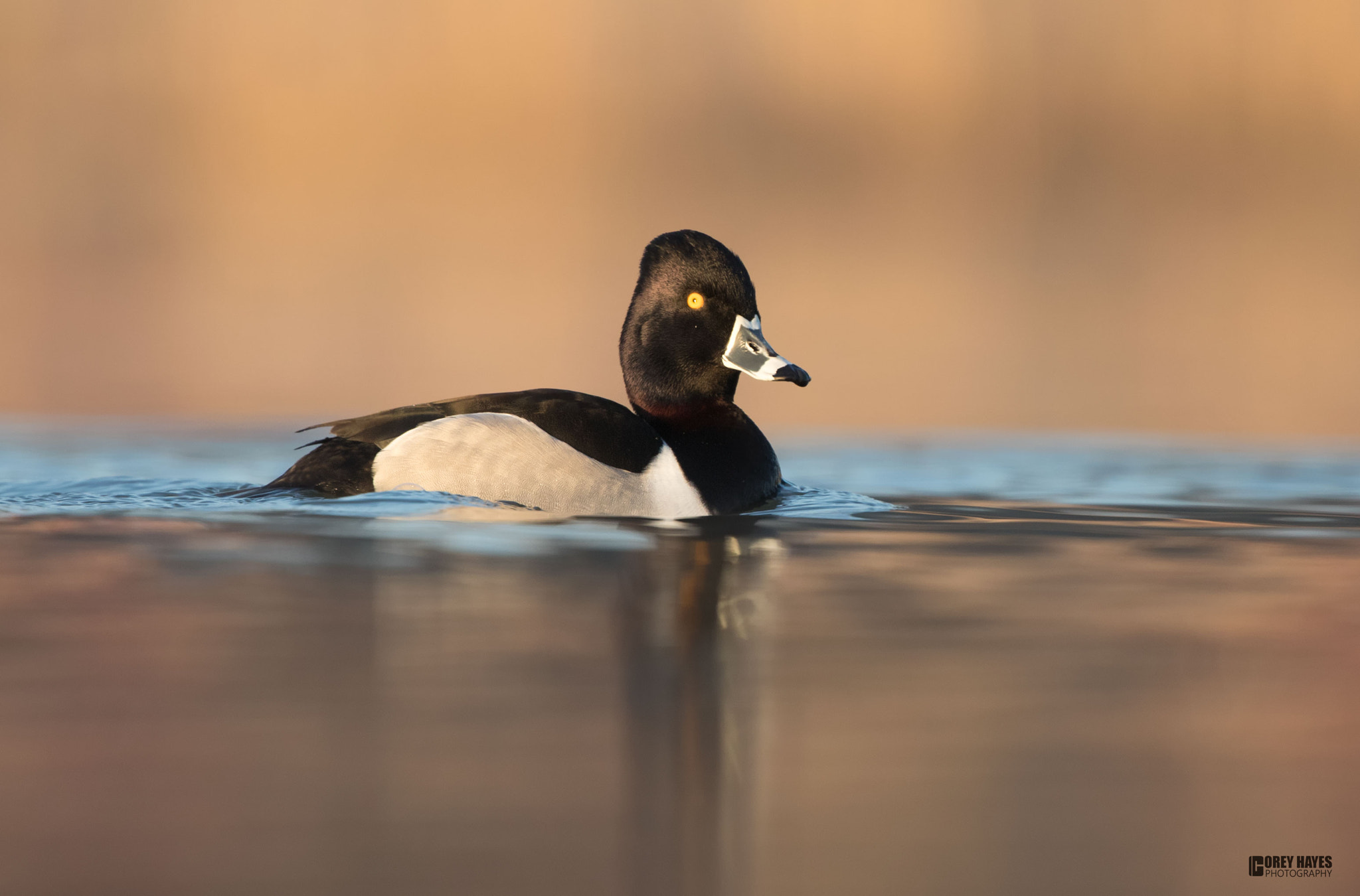 Canon EF 500mm F4L IS USM sample photo. Ringneck duck photography
