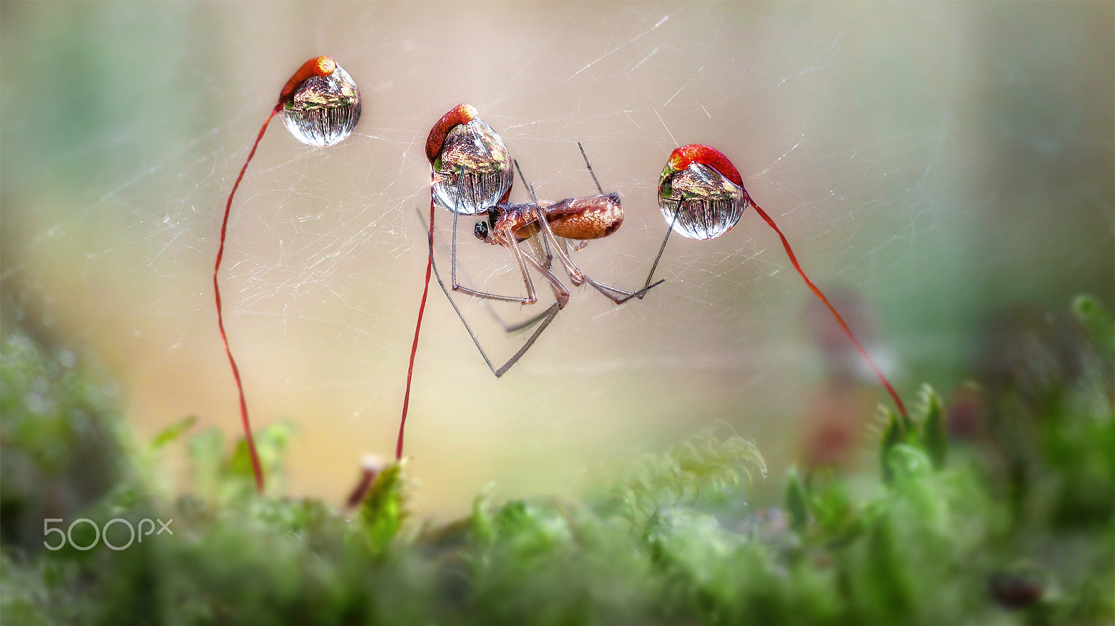 Nikon AF-S Micro-Nikkor 105mm F2.8G IF-ED VR sample photo. Spider drops photography