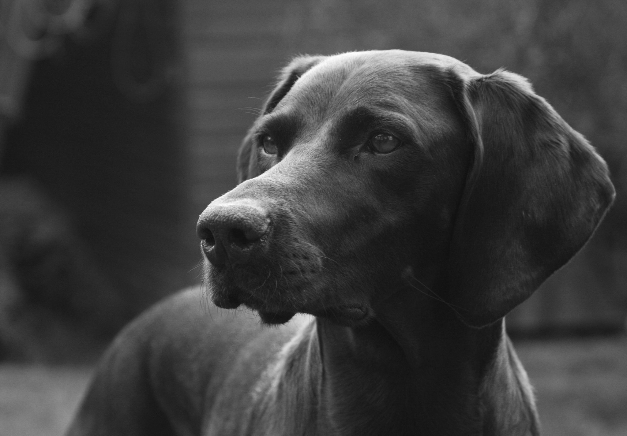 Canon EOS 40D + Canon EF 28-135mm F3.5-5.6 IS USM sample photo. Lily the dog photography