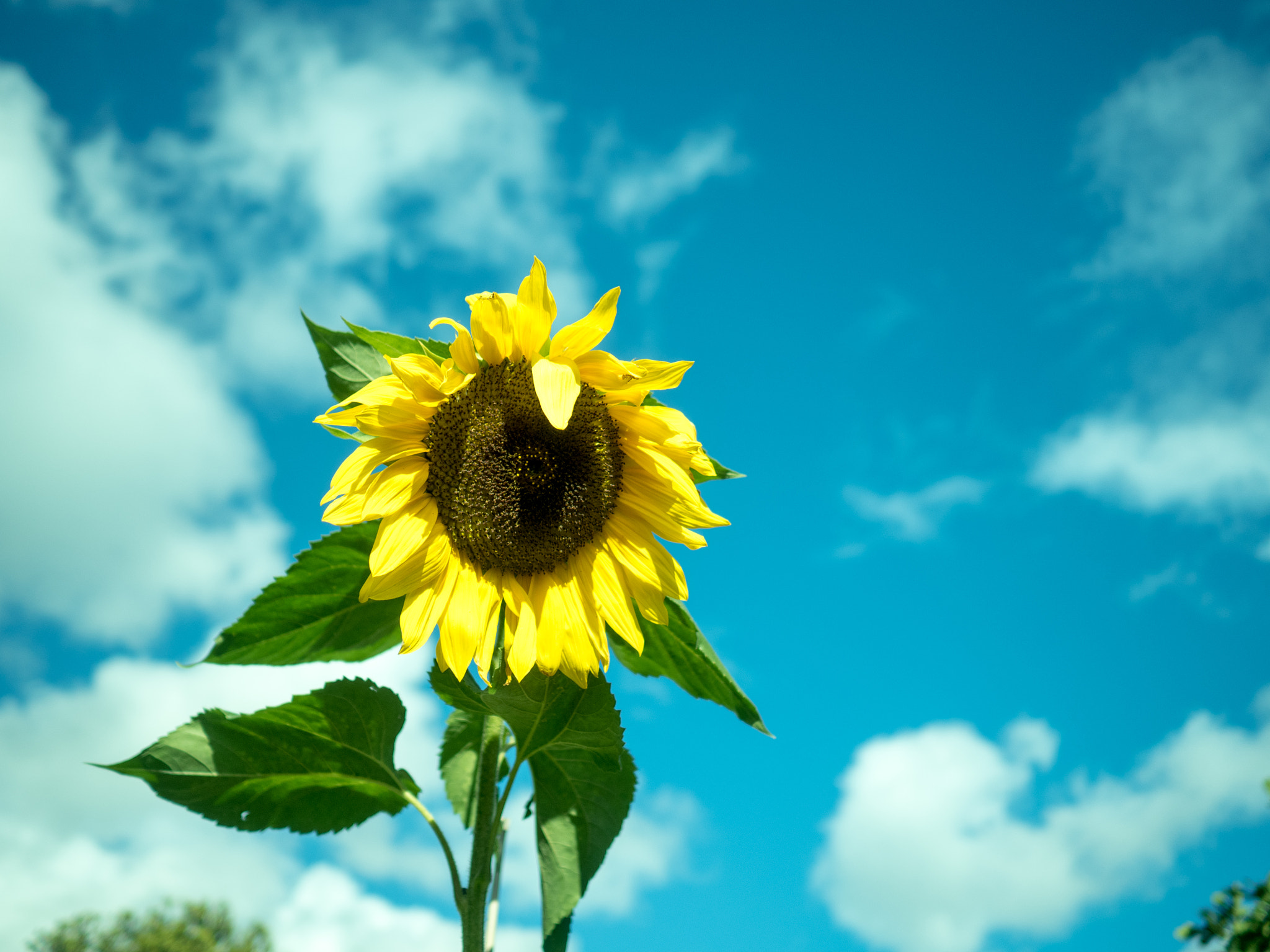 Olympus OM-D E-M5 II + Olympus M.Zuiko Digital 17mm F1.8 sample photo. Sunflower photography