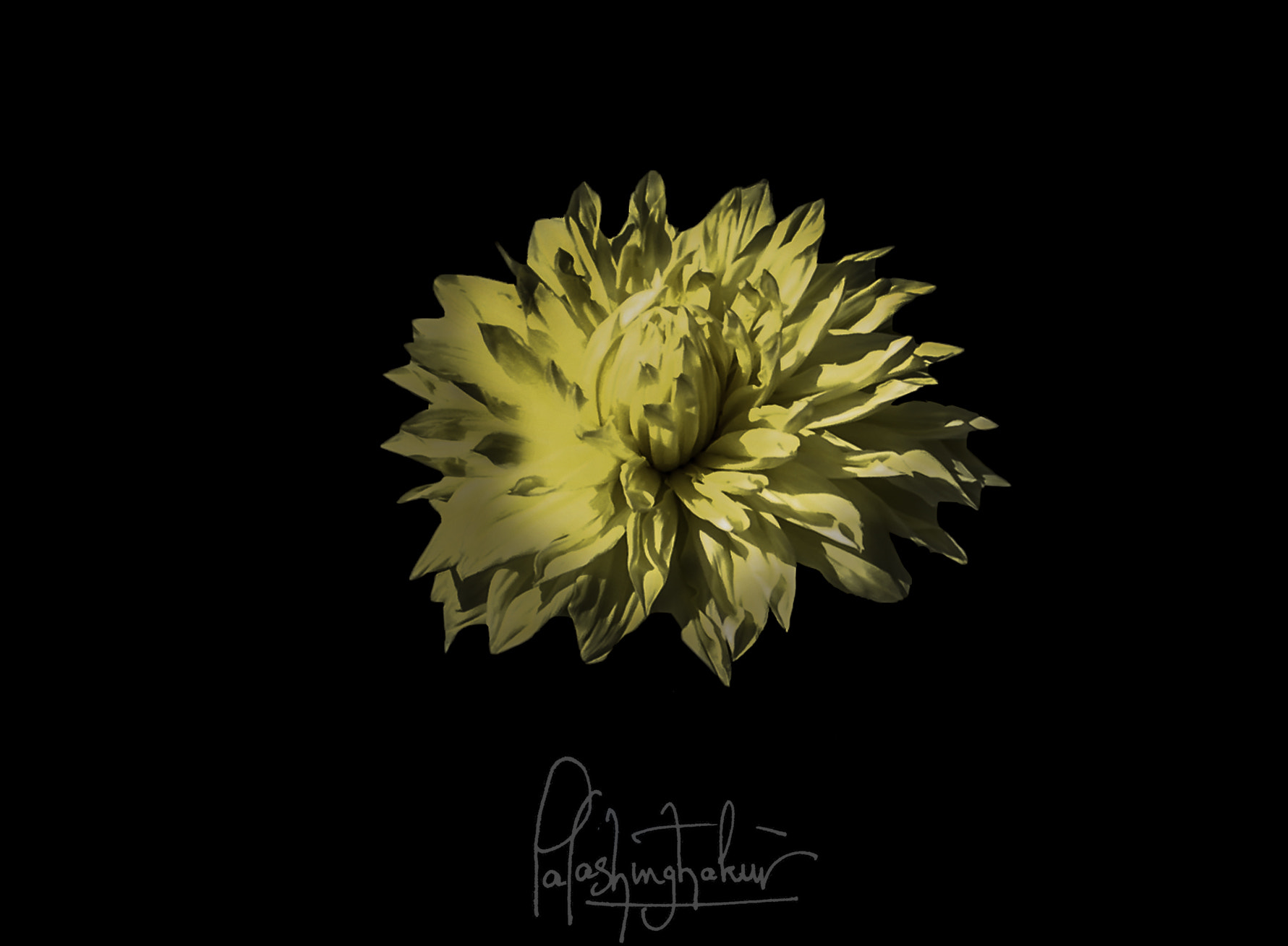Nikon COOLPIX L10 sample photo. Dahlia photography